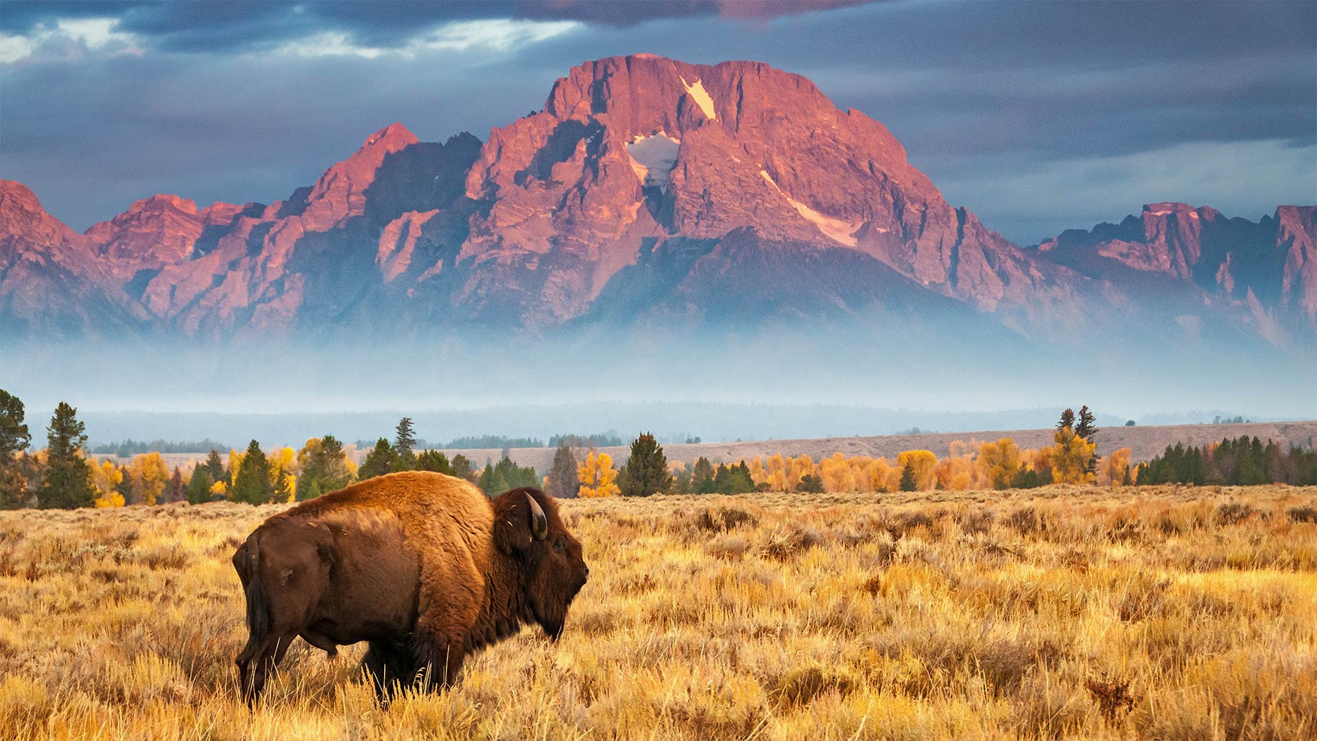 Bison in Grand Teton National Park, Wyoming, USA. [1920x1080] r/wallpaper
