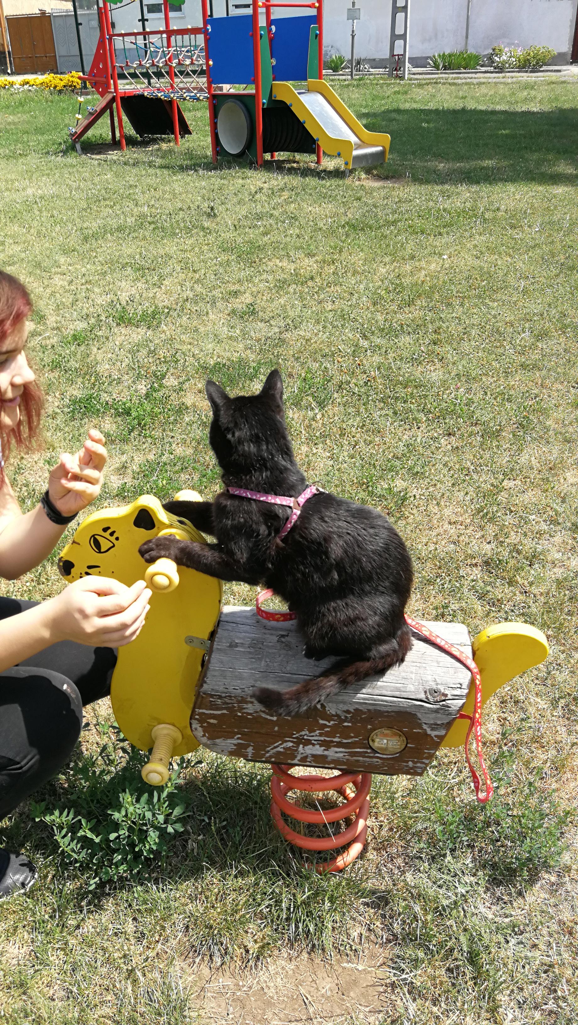 I love taking my cat for a walk r/pics