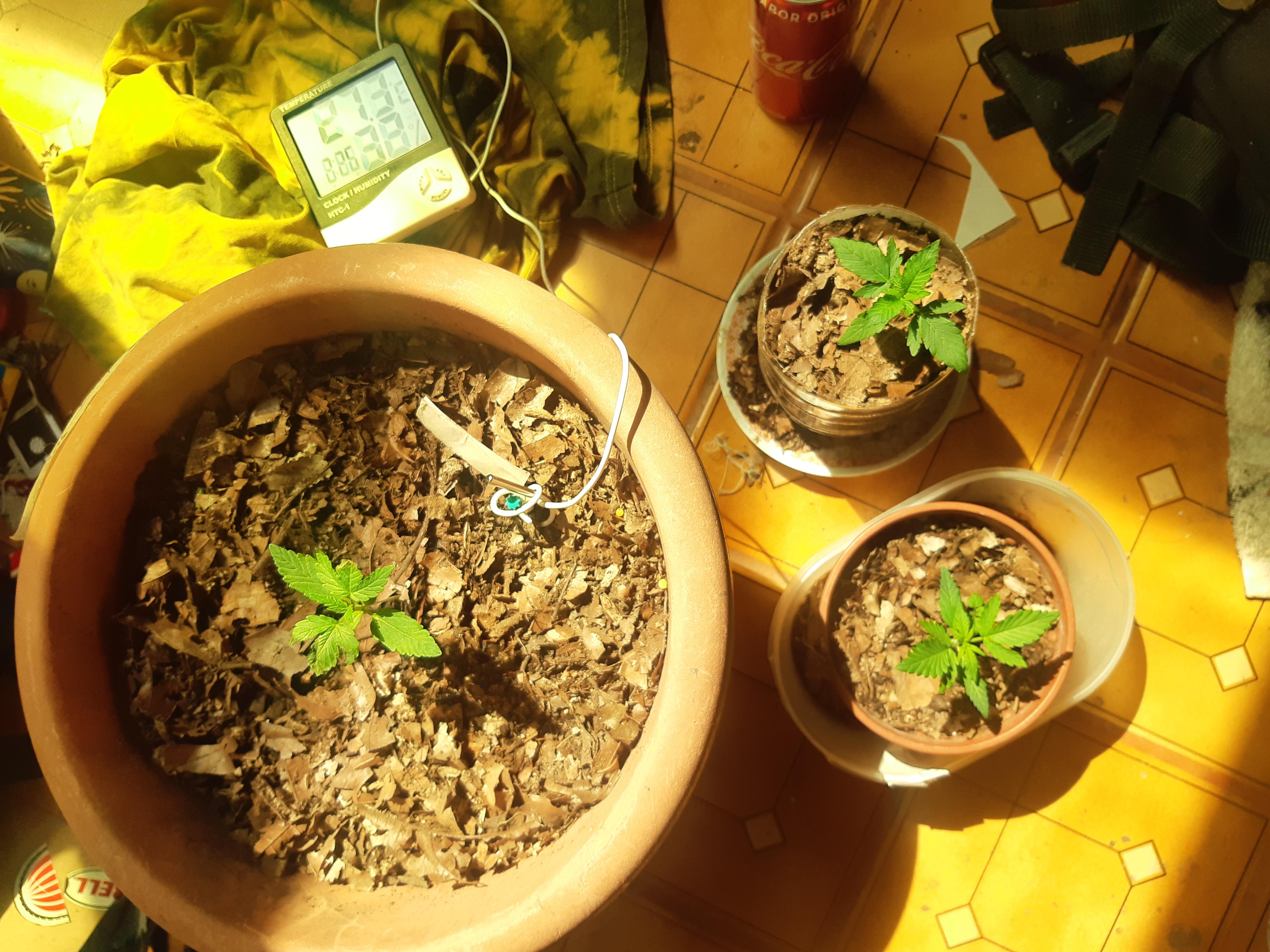 20 days old why so small? r/Autoflowers