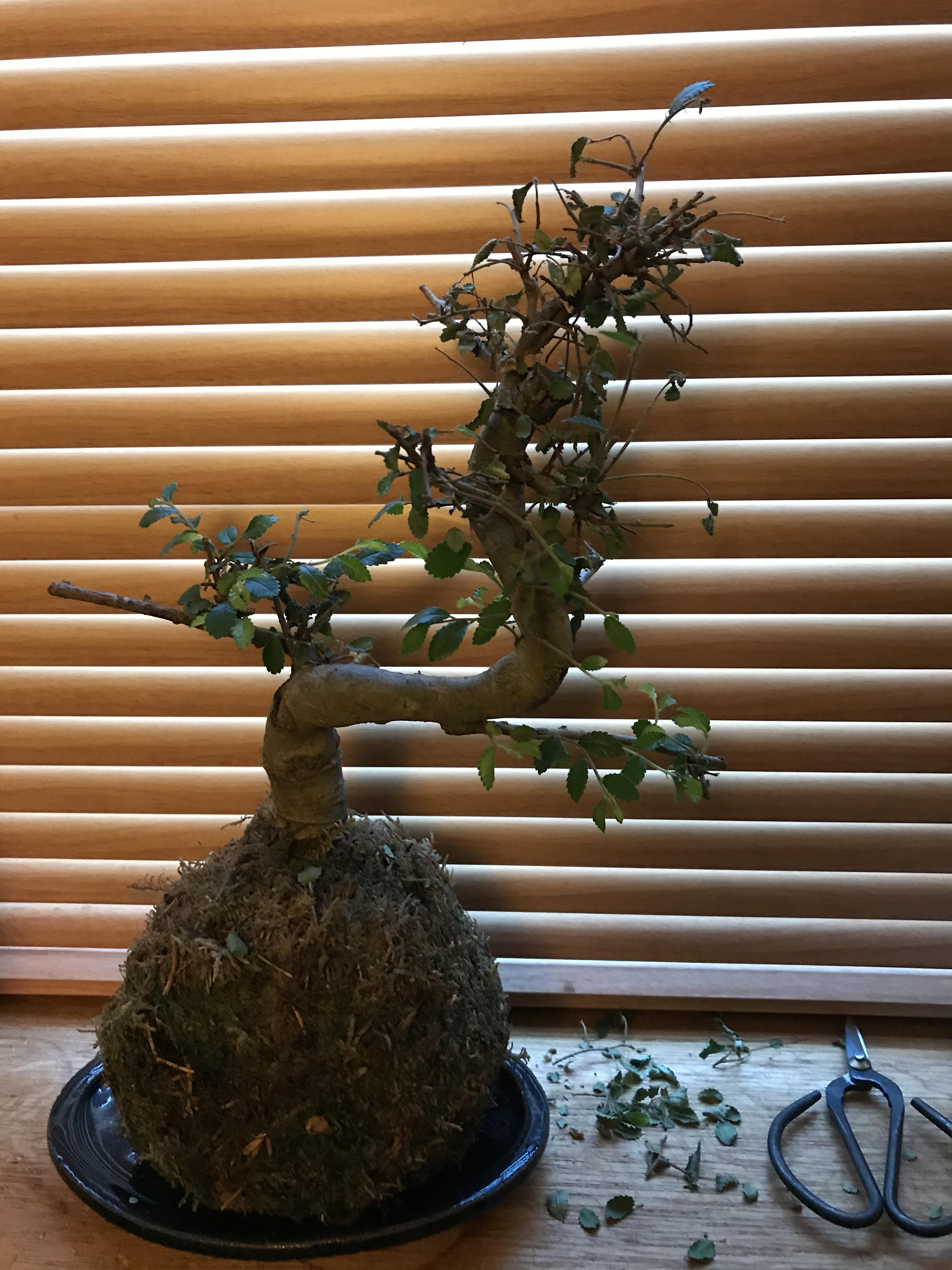 Chinese Elm Bonsai losing it leaves r/plantclinic