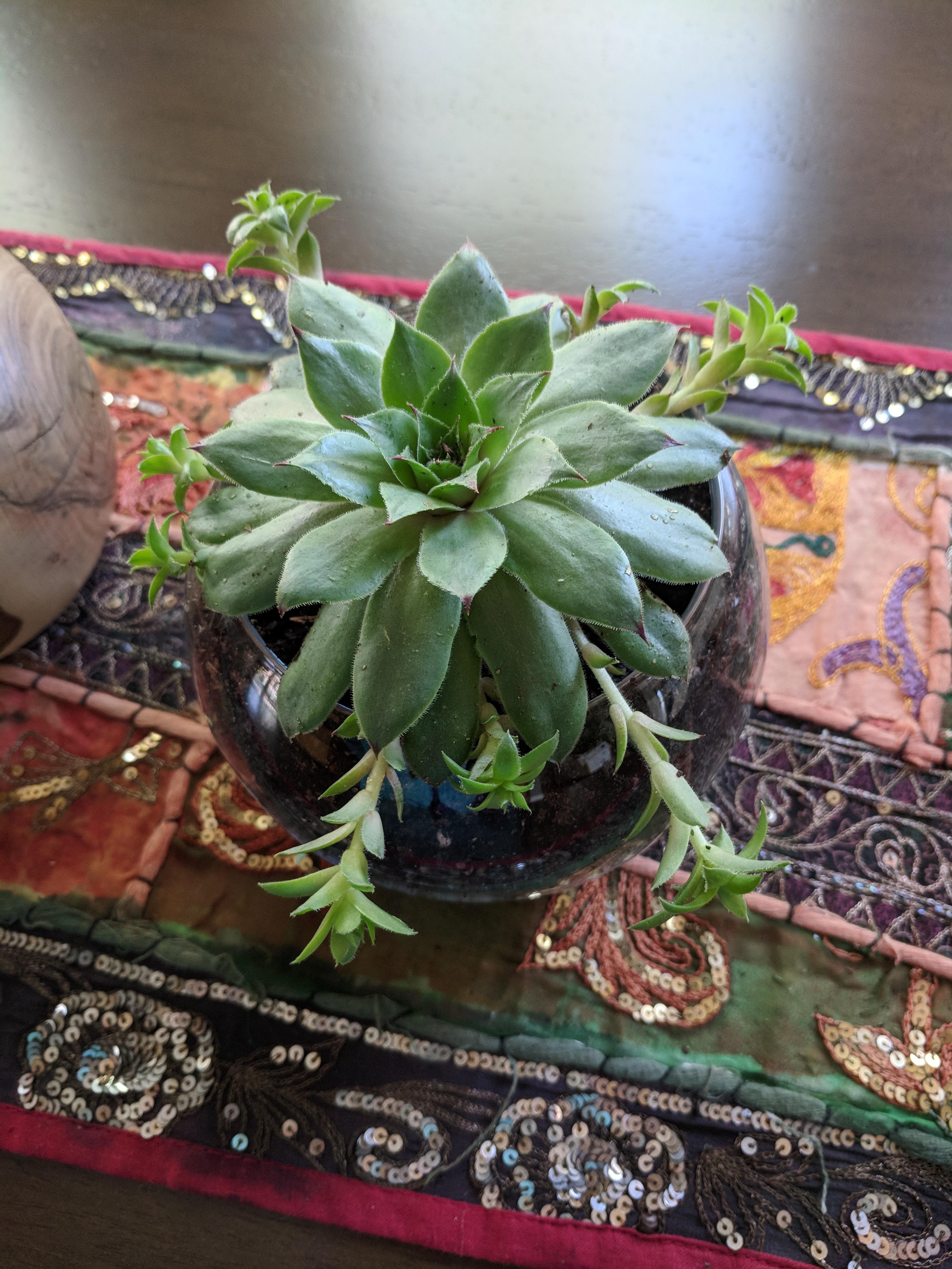 My new friend. She's supposed to flower! r/succulents