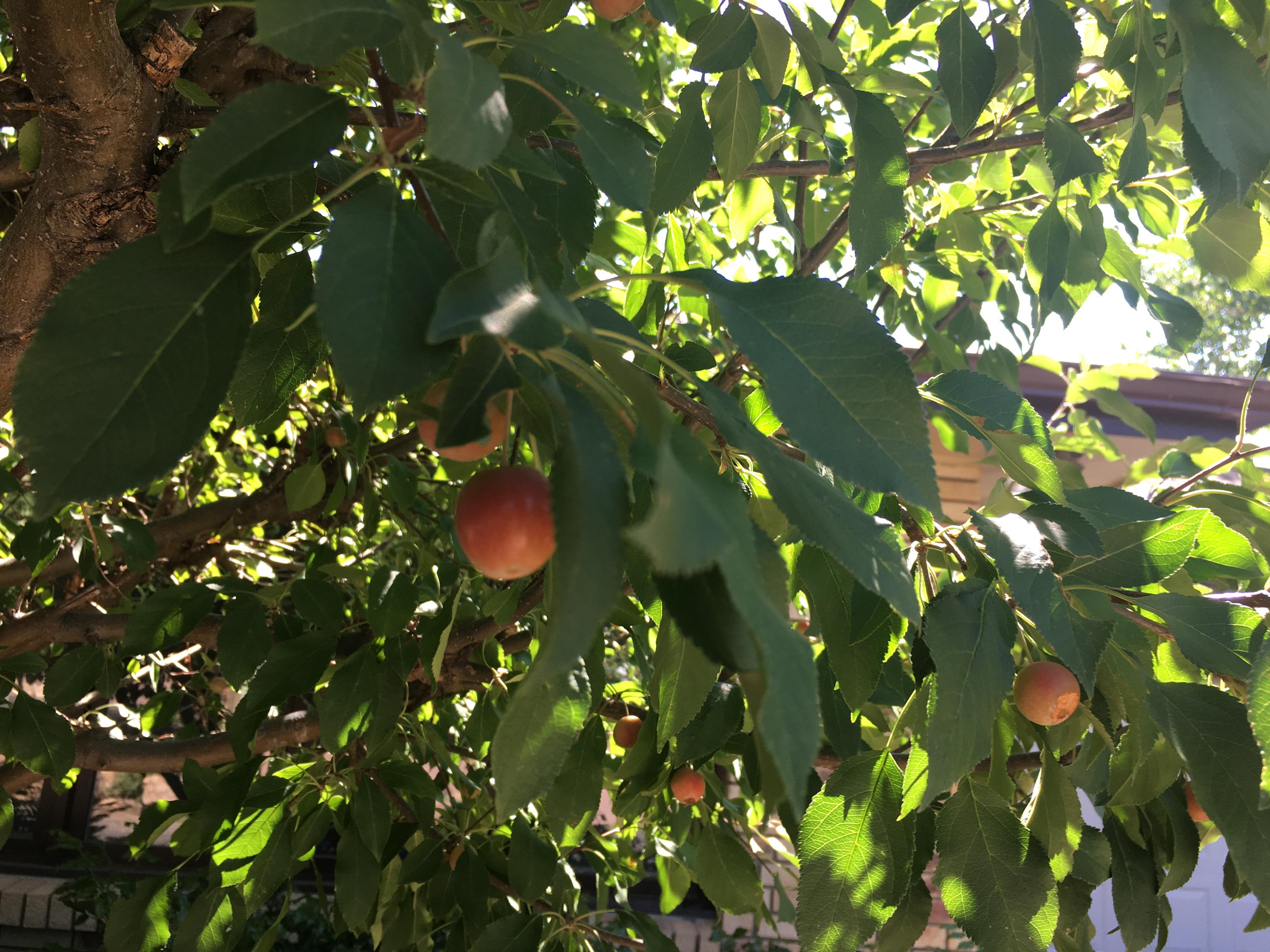 Is this a cherry tree? I’m in the Colorado Springs area r/whatsthisplant