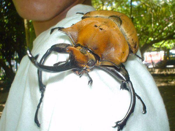 Giant Rhinoceros Beetle