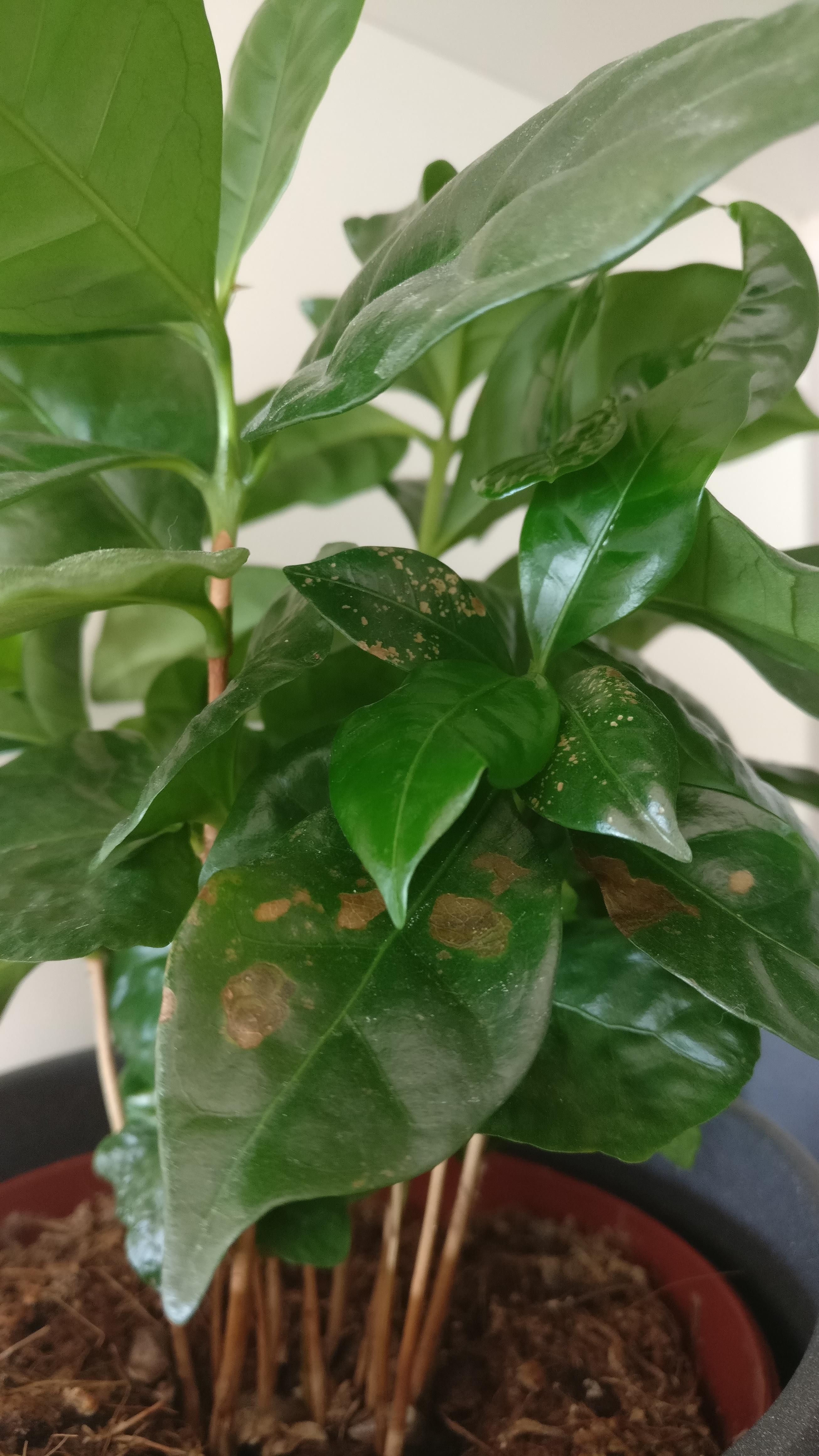 What could these brown spots on my poor coffee plant be? ( r/plantclinic