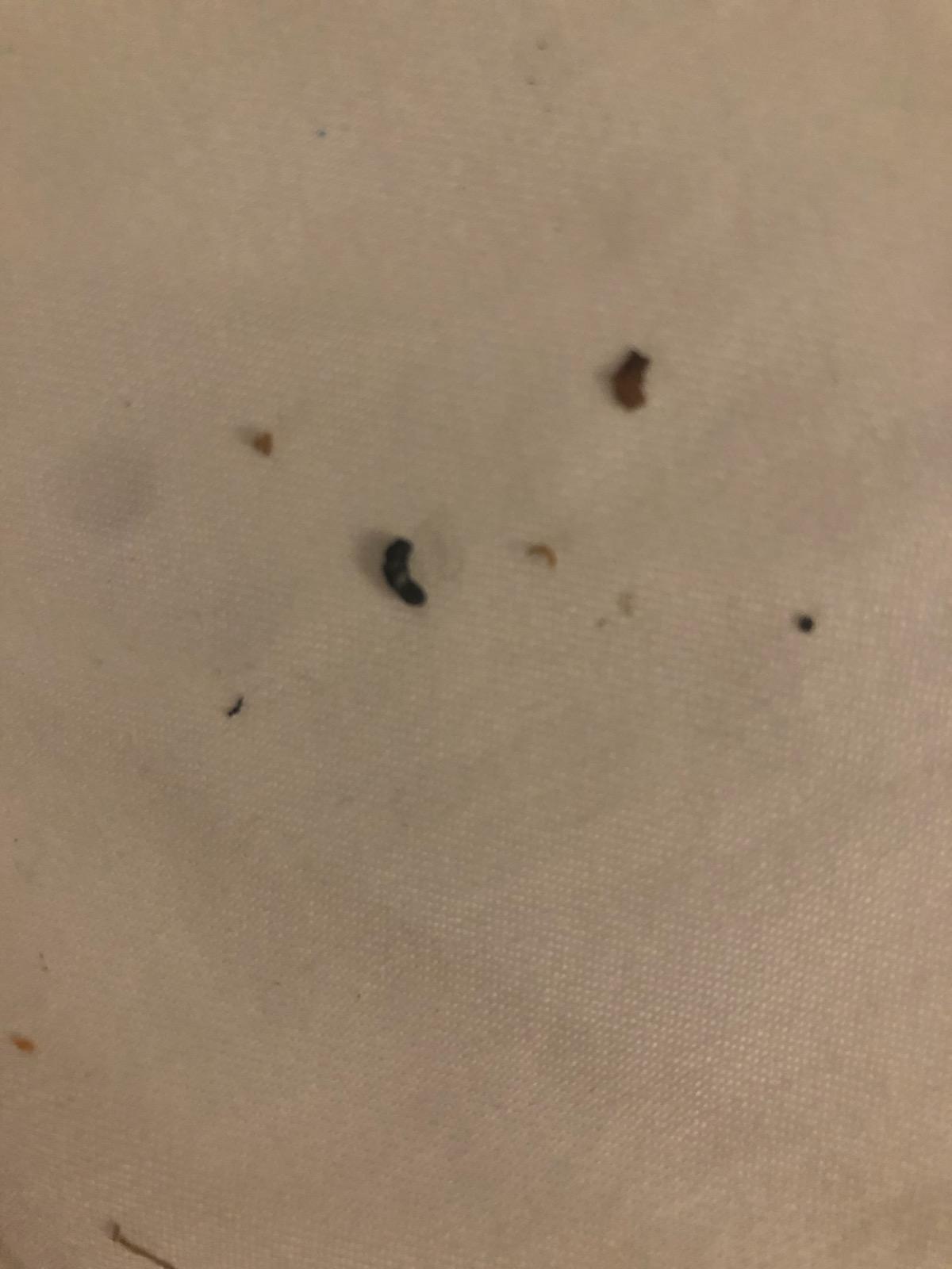Bed bugs or parasites? r/medical_advice