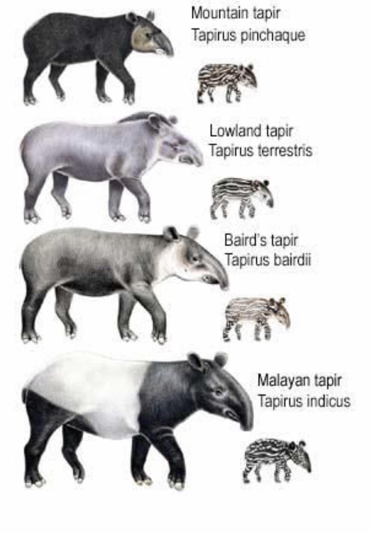 Different Tapir types I found helpful r/tapirs