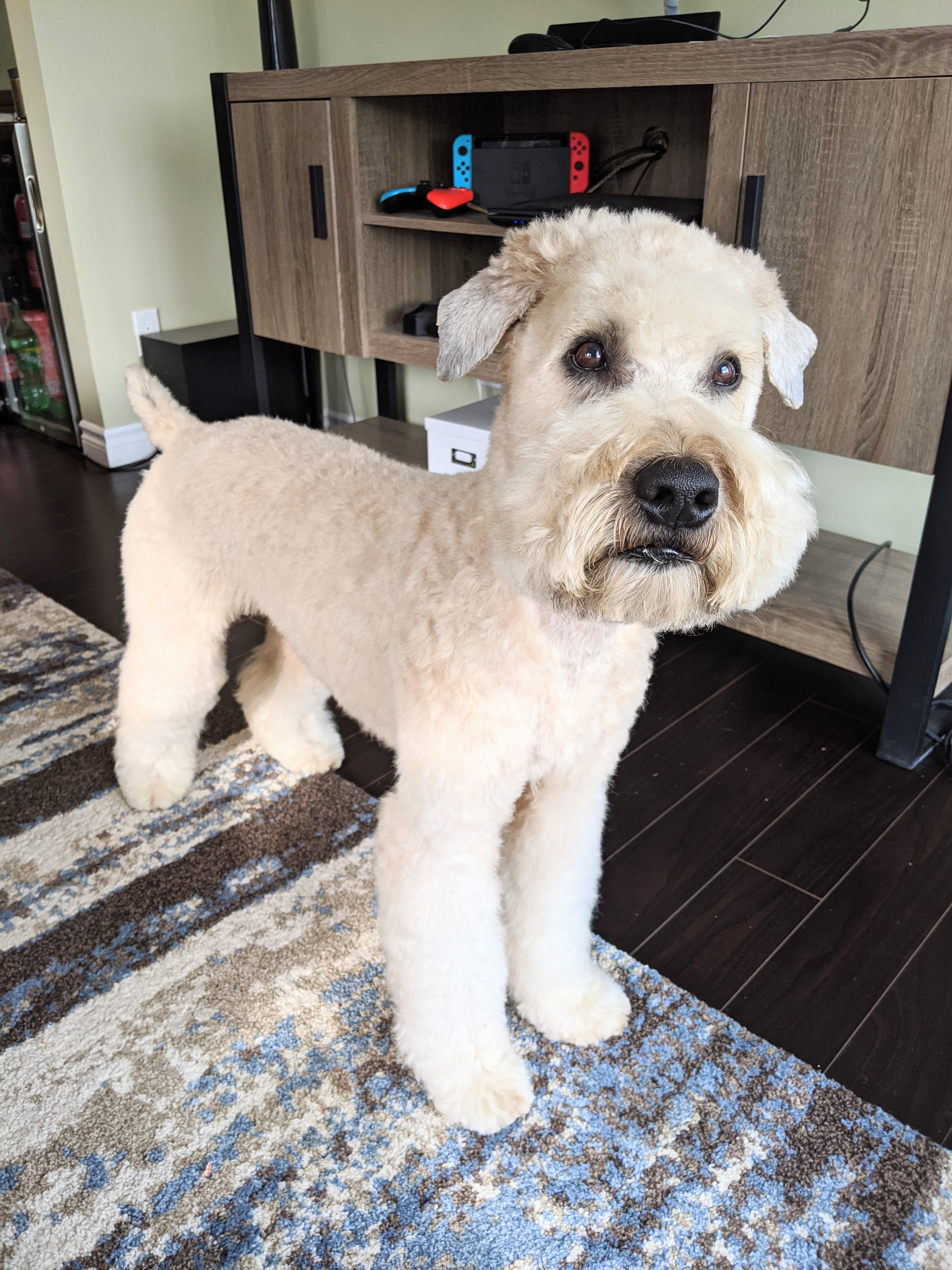 How To Groom A Wheaten Terrier