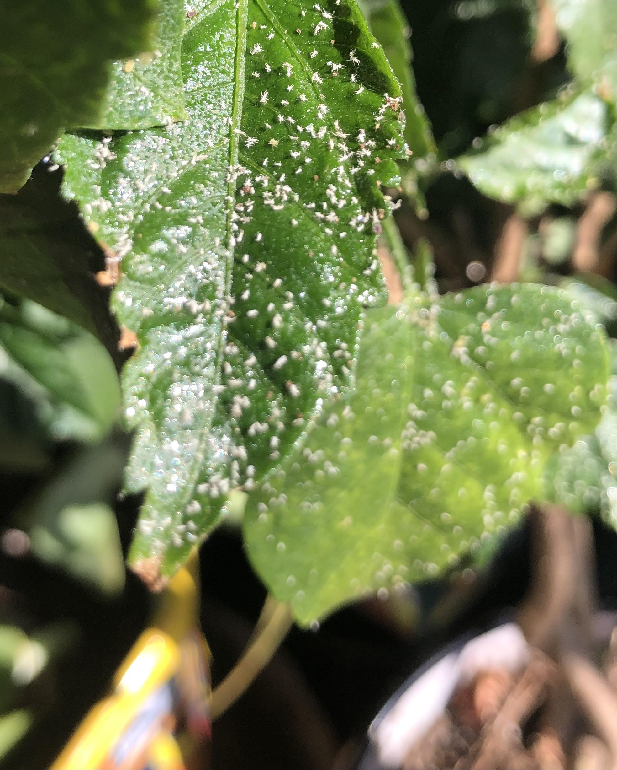 I found this outbreak today on a hibiscus I winter over indoors. White