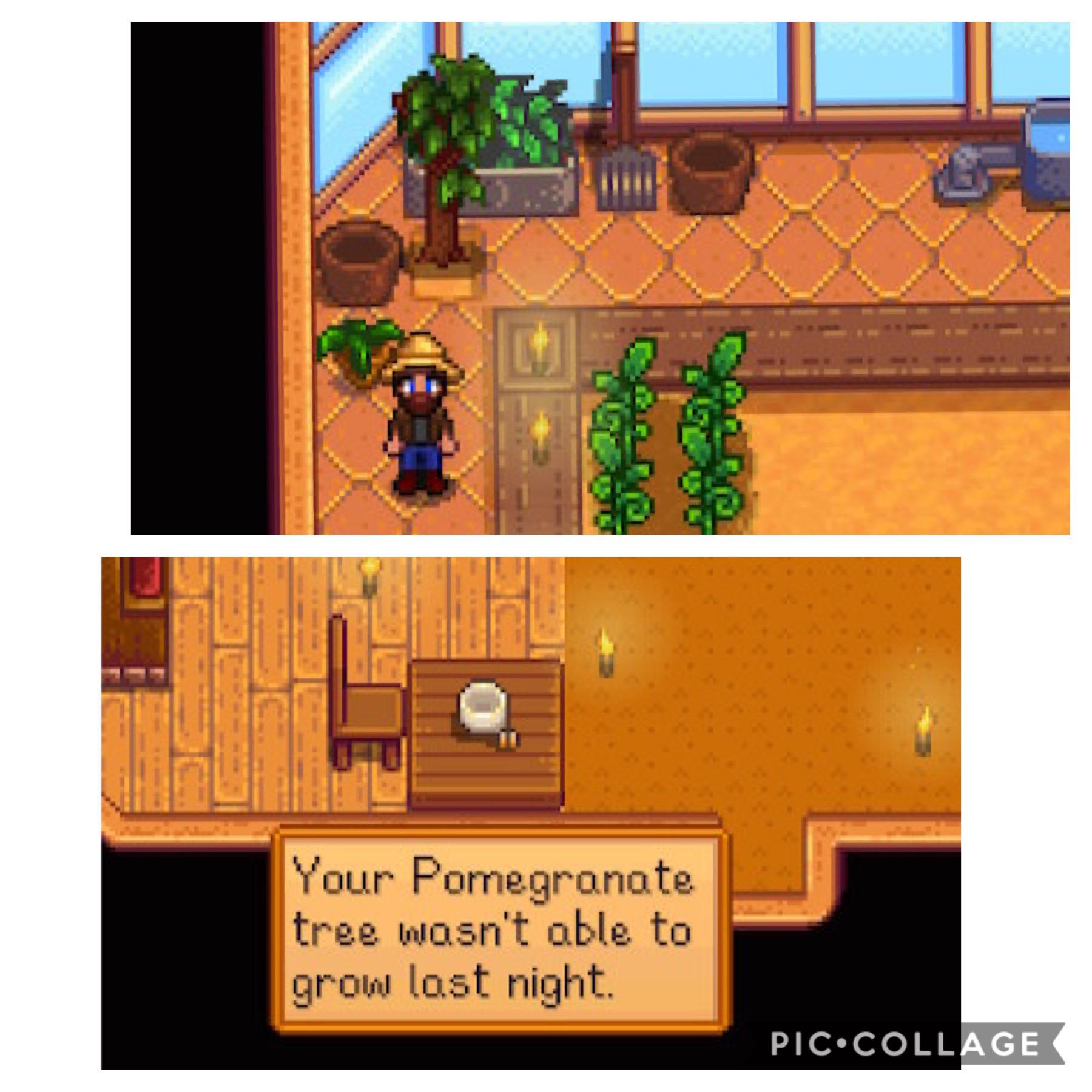 Every morning, I get prompted with the message “Your pomegranate tree