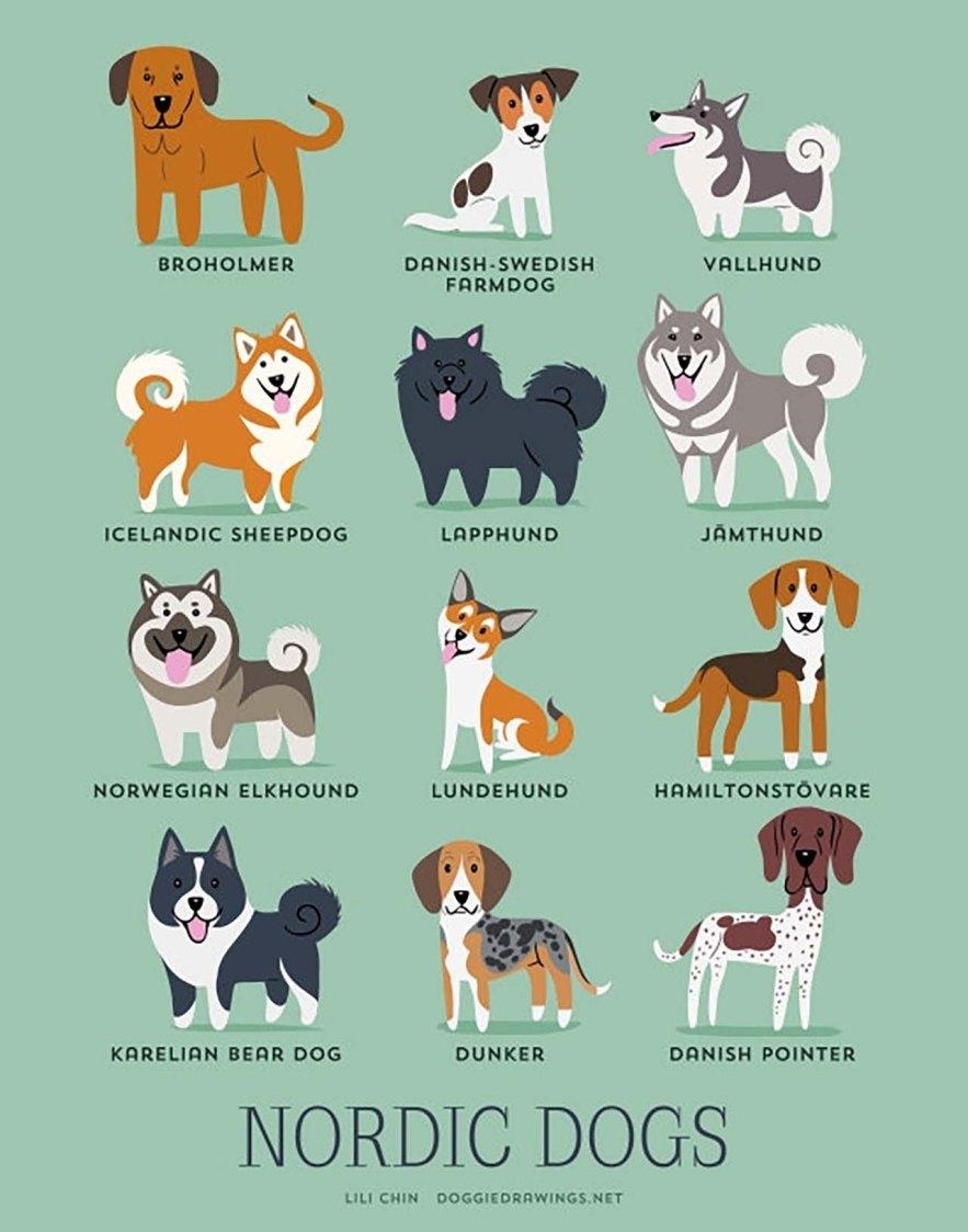 Nordic breeds of dogs r/europe