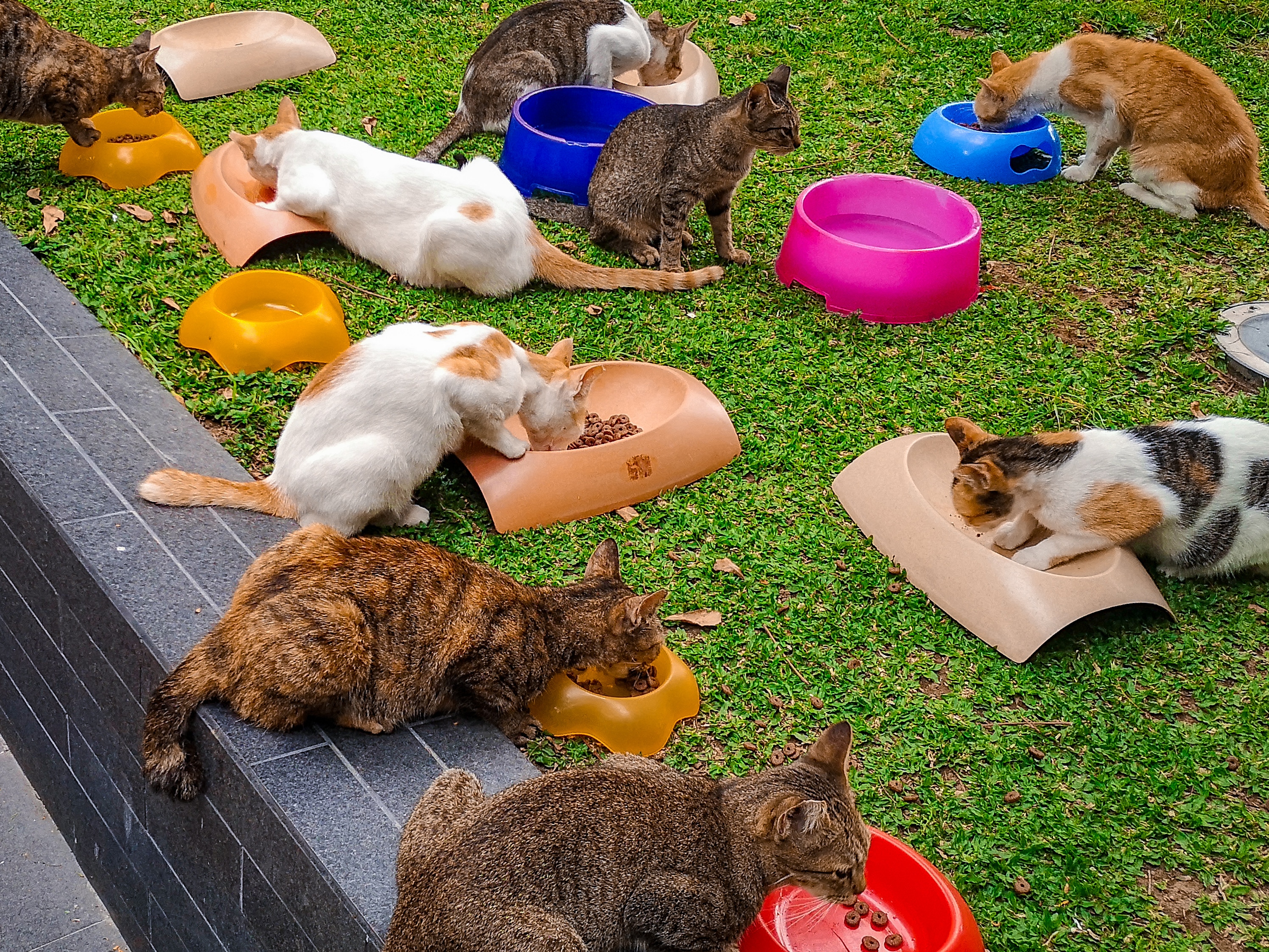 BGC cats Philippines