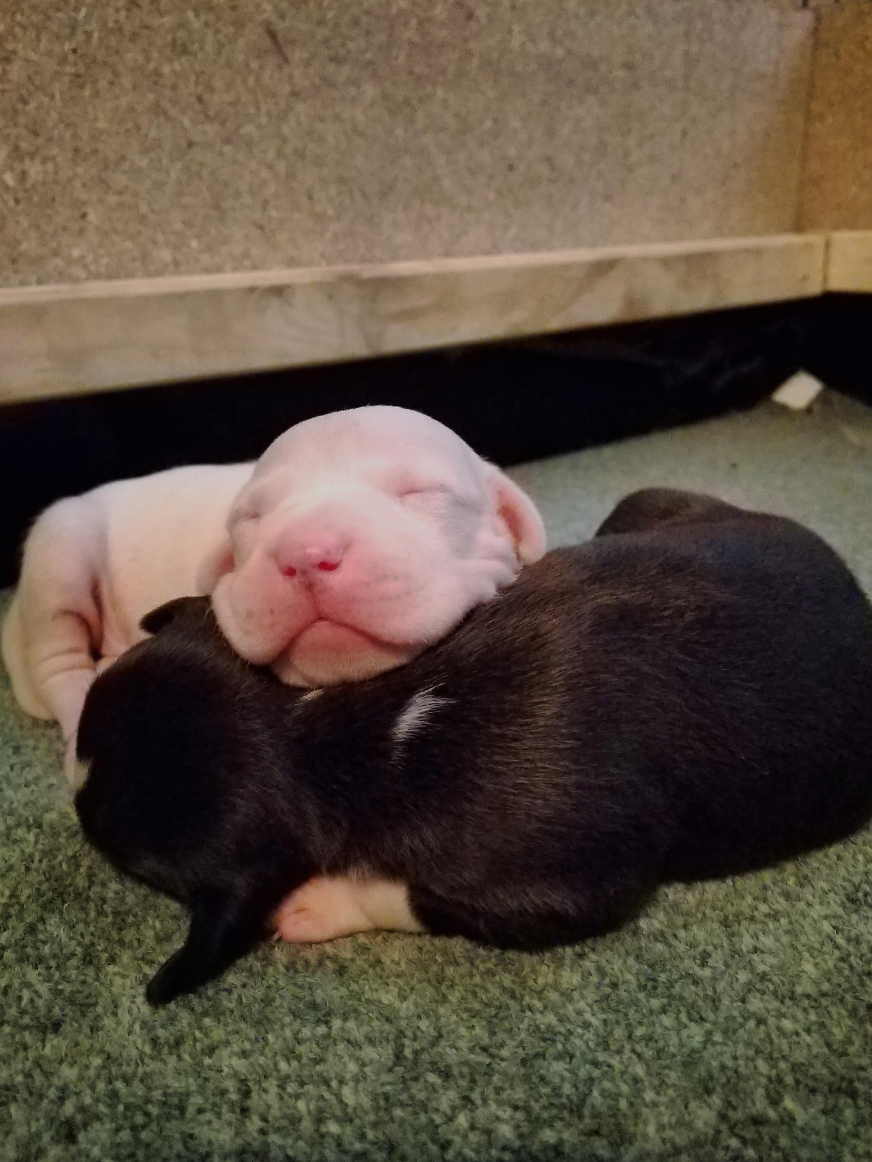 My Dad's American Bully gave birth to 9 puppys. Here's 2 of them