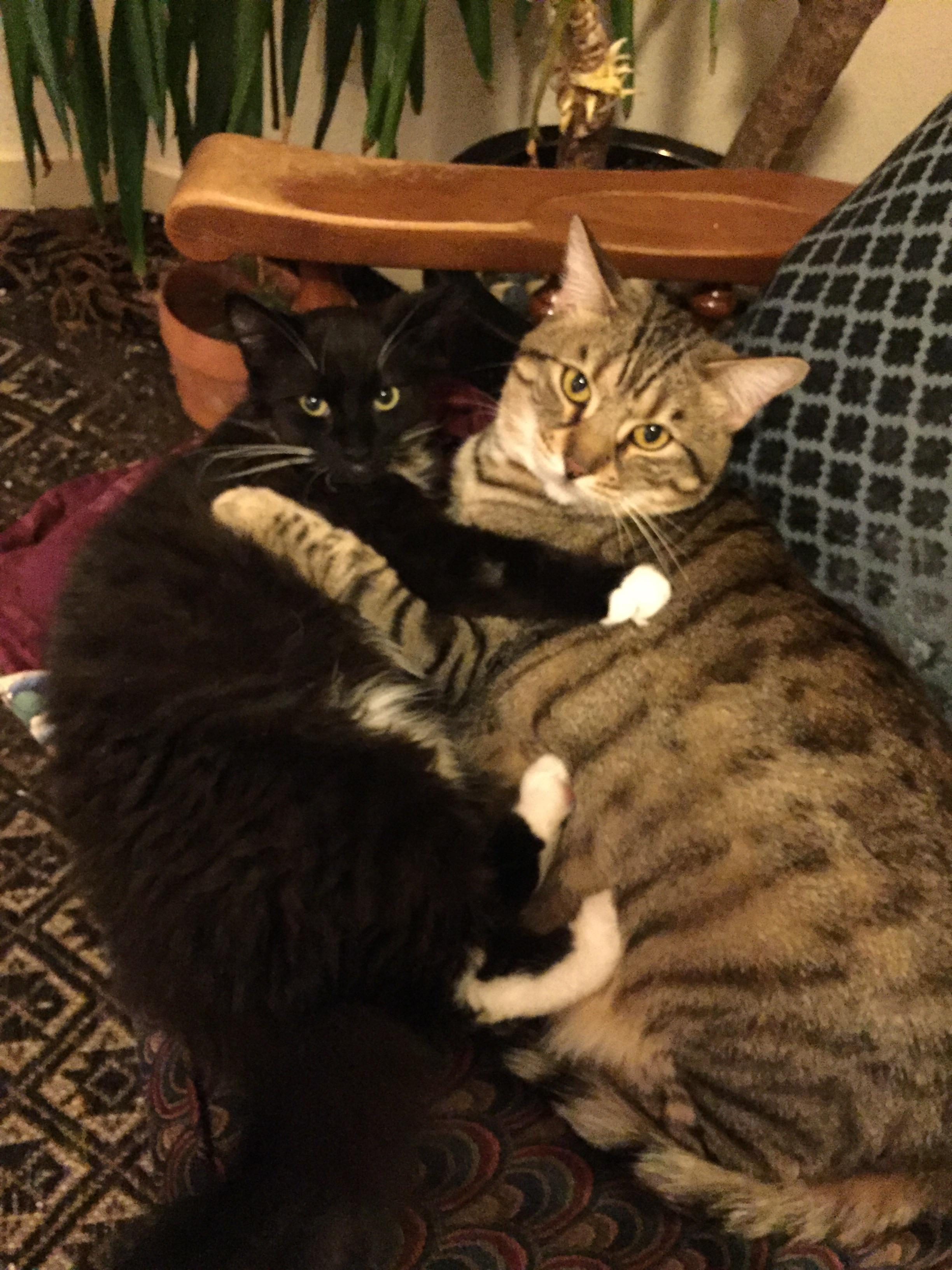 my nerves about bringing a kitten into the house since I have an older