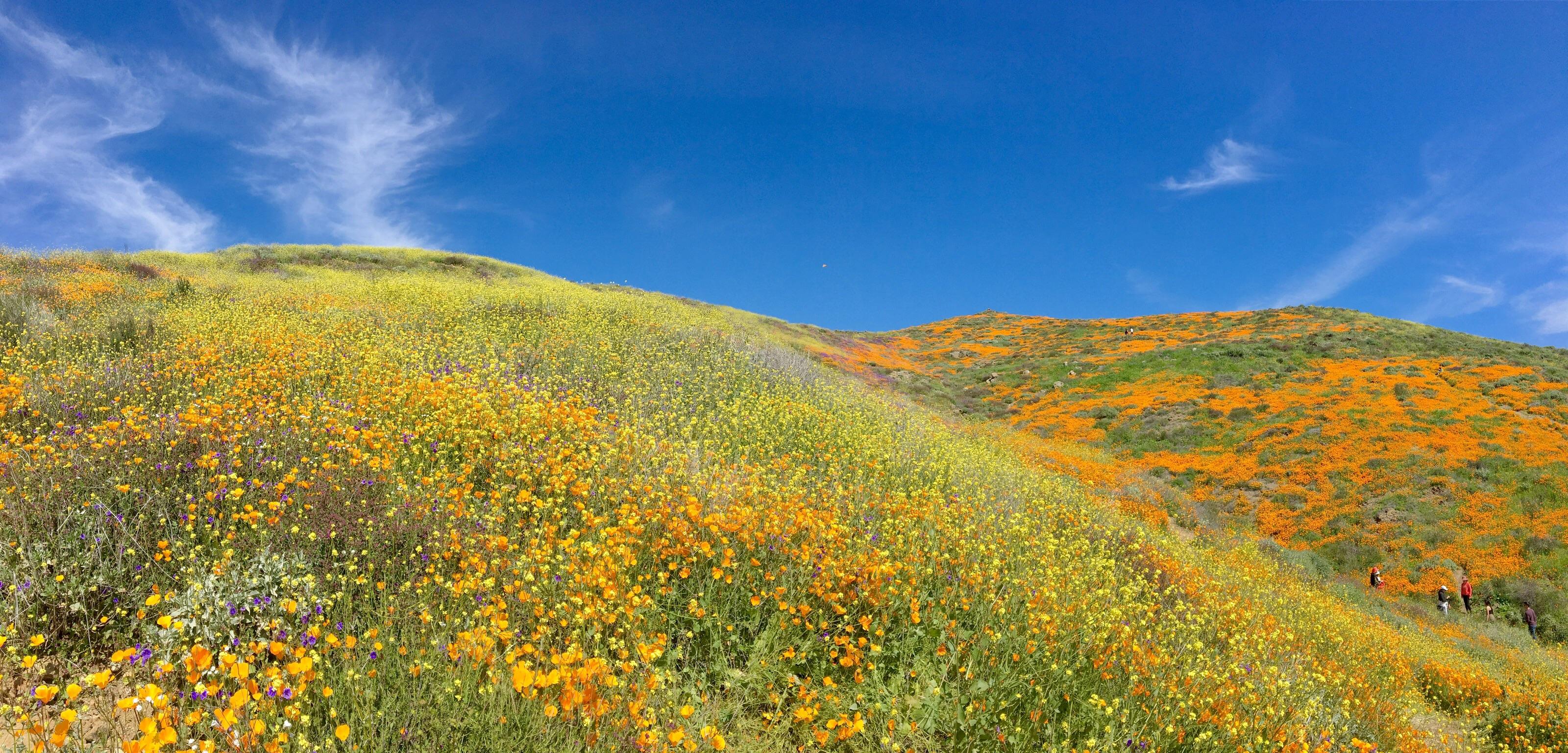 Catching a glimpse of the Super Bloom. r/LosAngeles