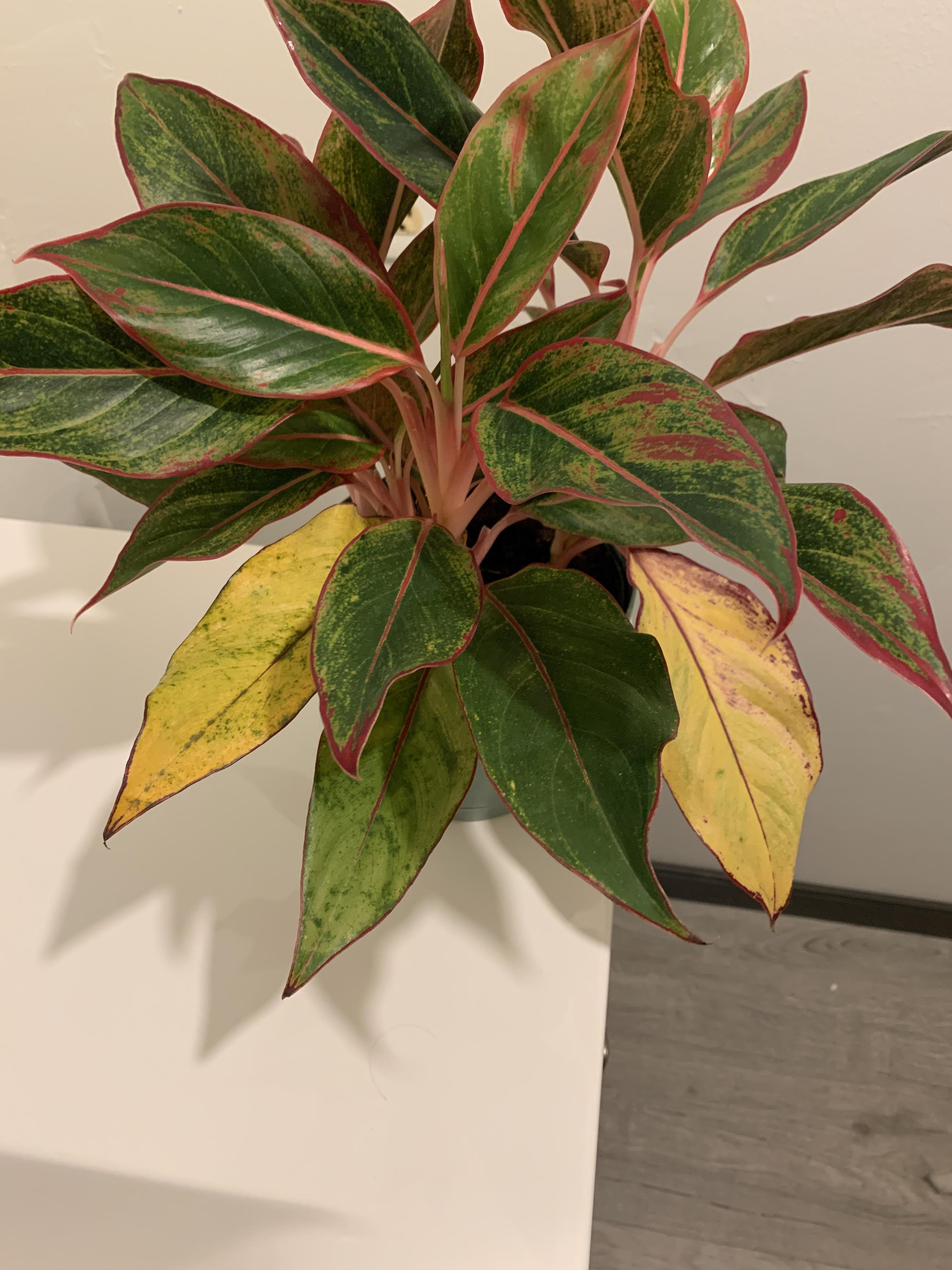 Someone please tell me why the bottom leaves are turning yellow, and