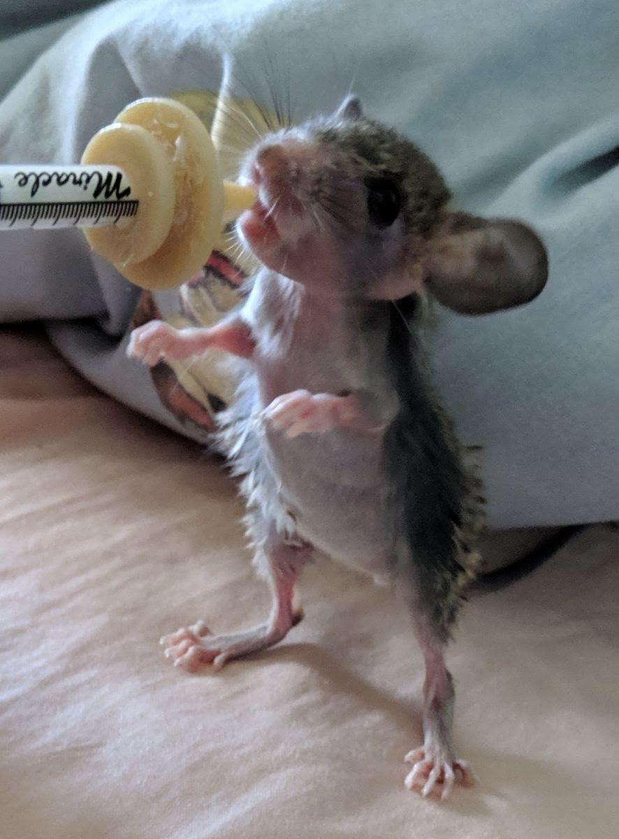Hand feeding a rescued baby woodrat r/LilGrabbies