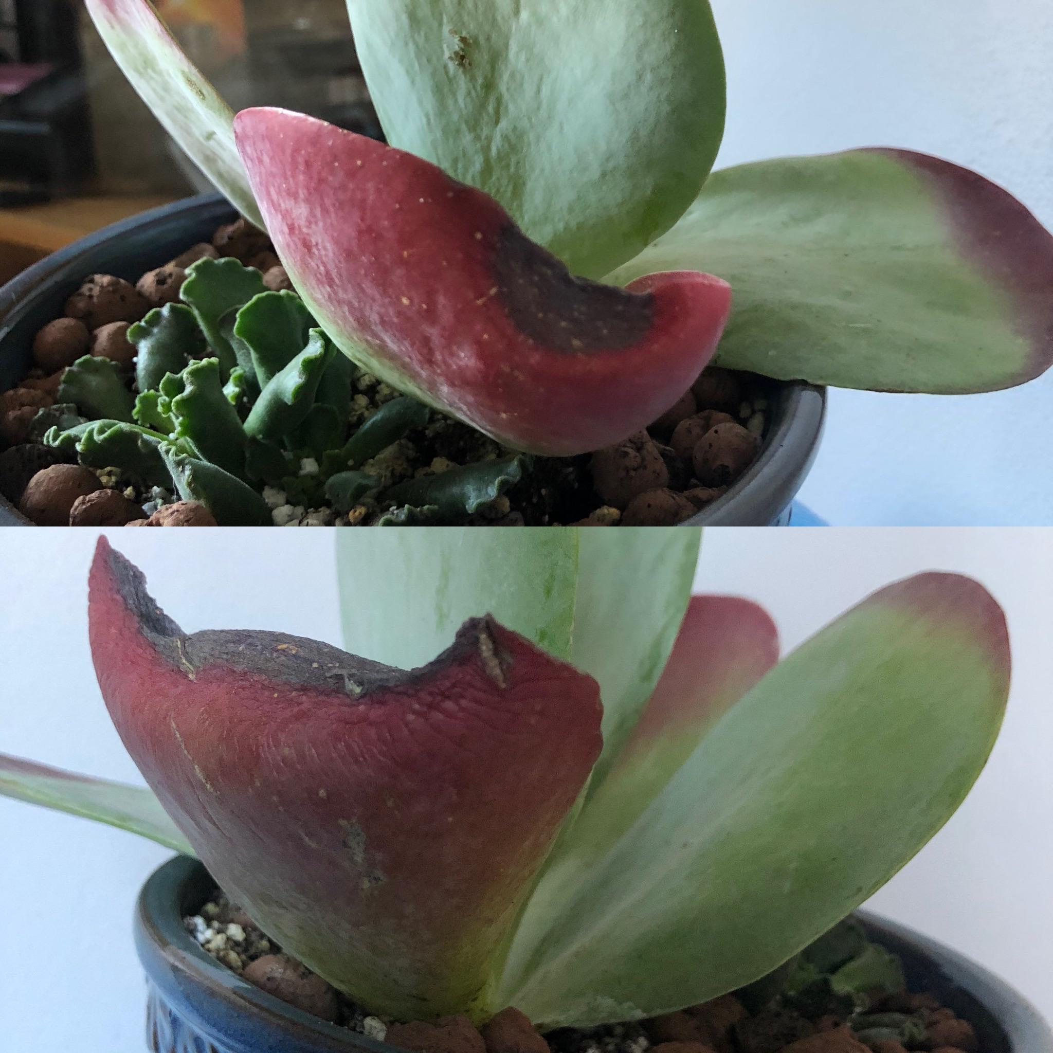 kalanchoe thyrsiflora or luciae. Why is it turning brown and crunchy on the ends? What can I do