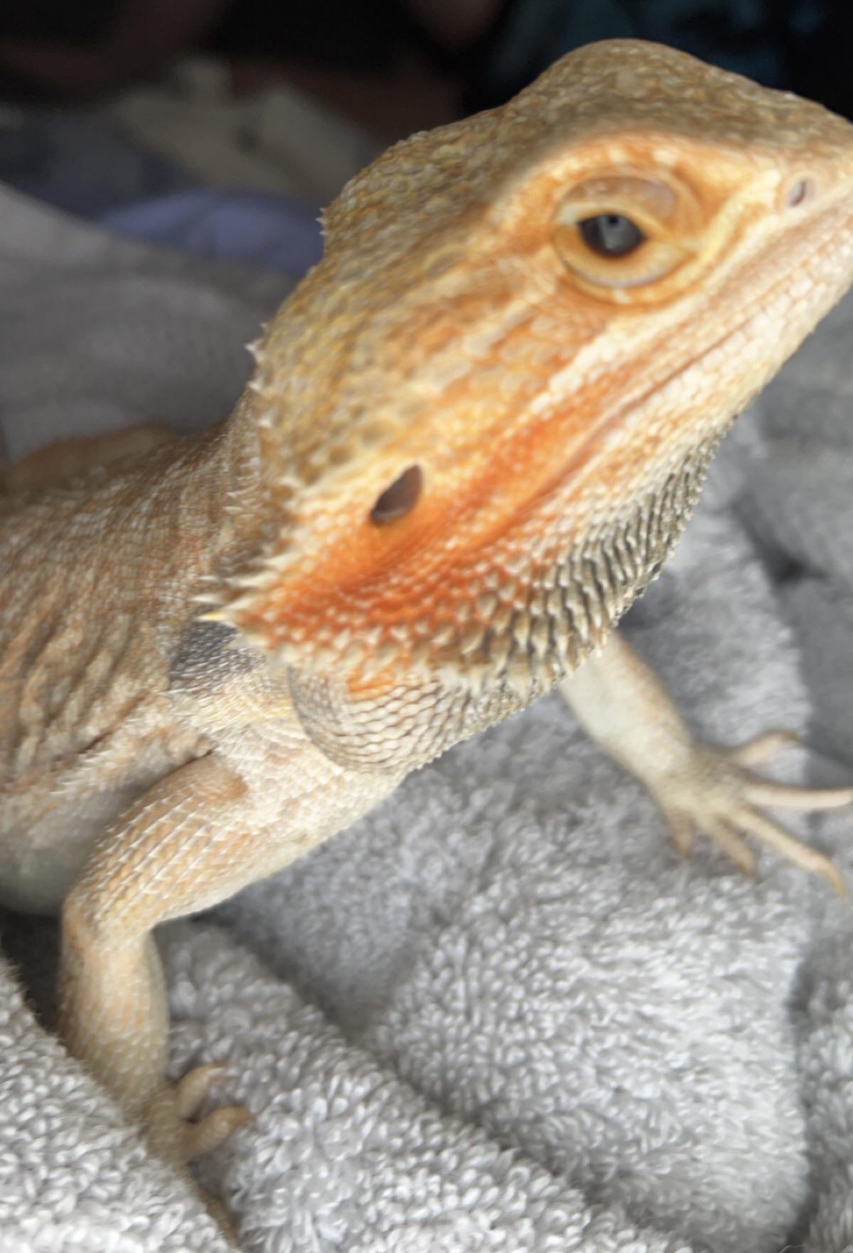 bearded dragons owners!! does it look like my bearded dragons eyes are
