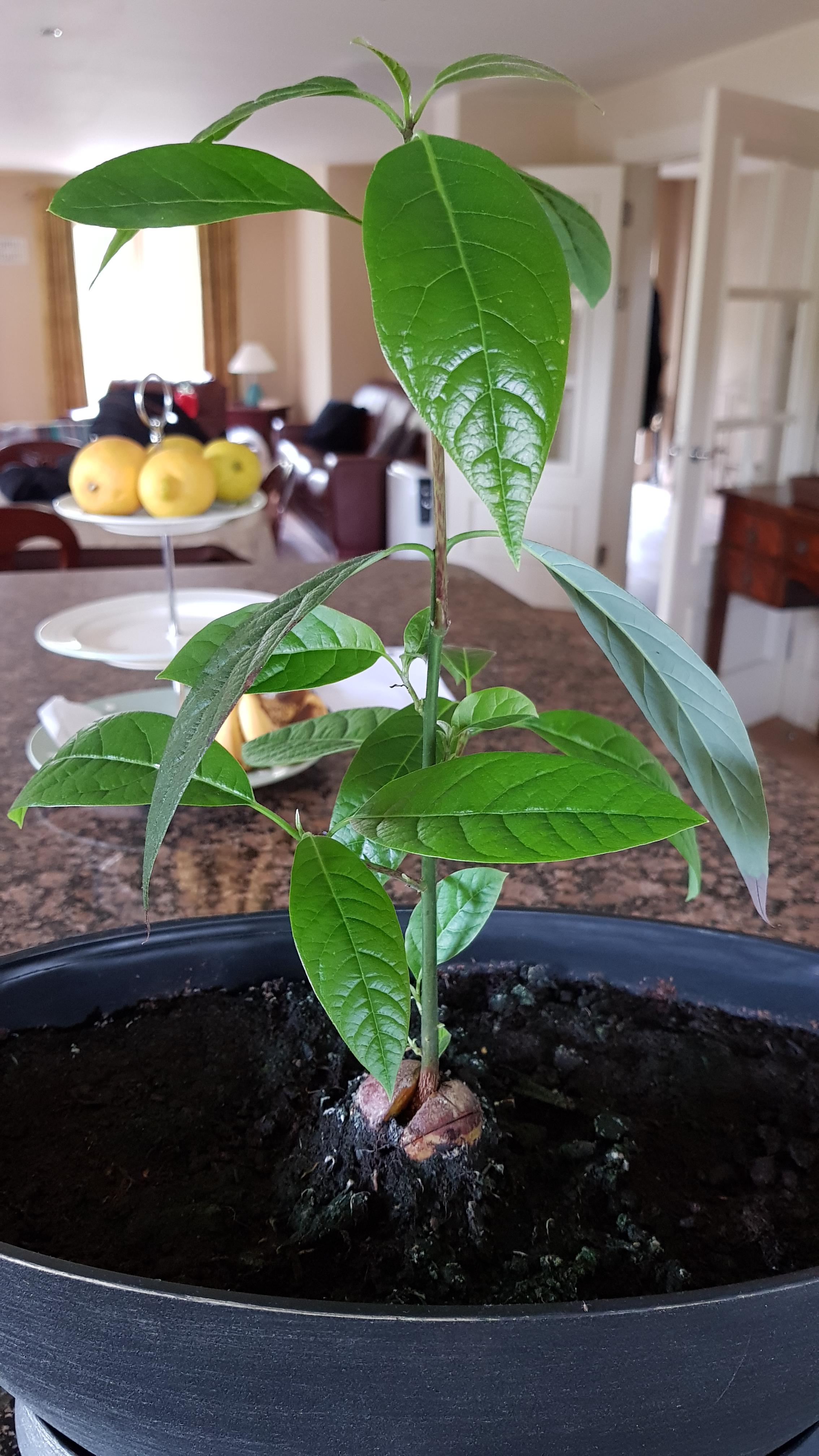 Indoor Avocado tree growth in Ireland, 11 months in! r/plants