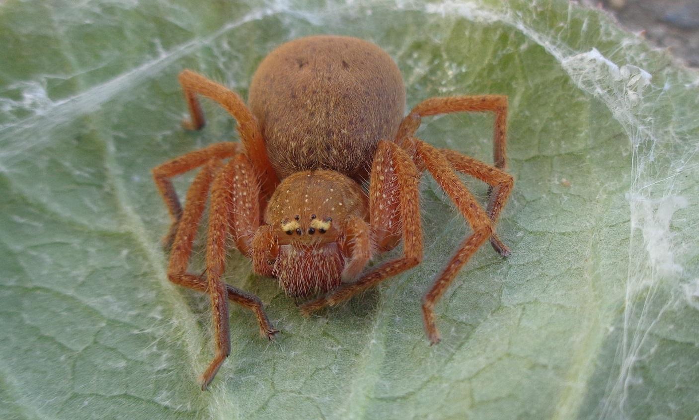 This is Pumpkin r/spiders