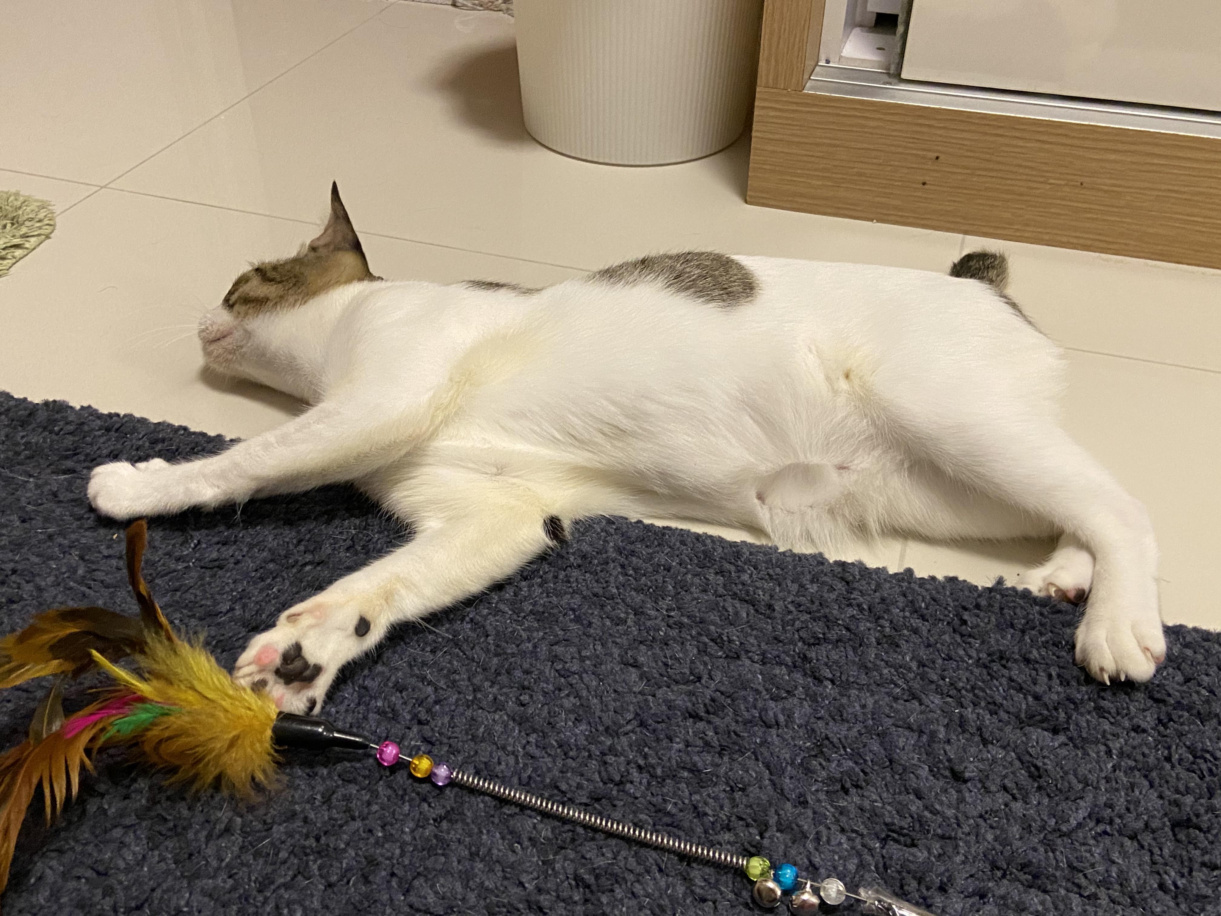 Does anyone know the reason for the yellowish fur in some area? It used to be white r/cats