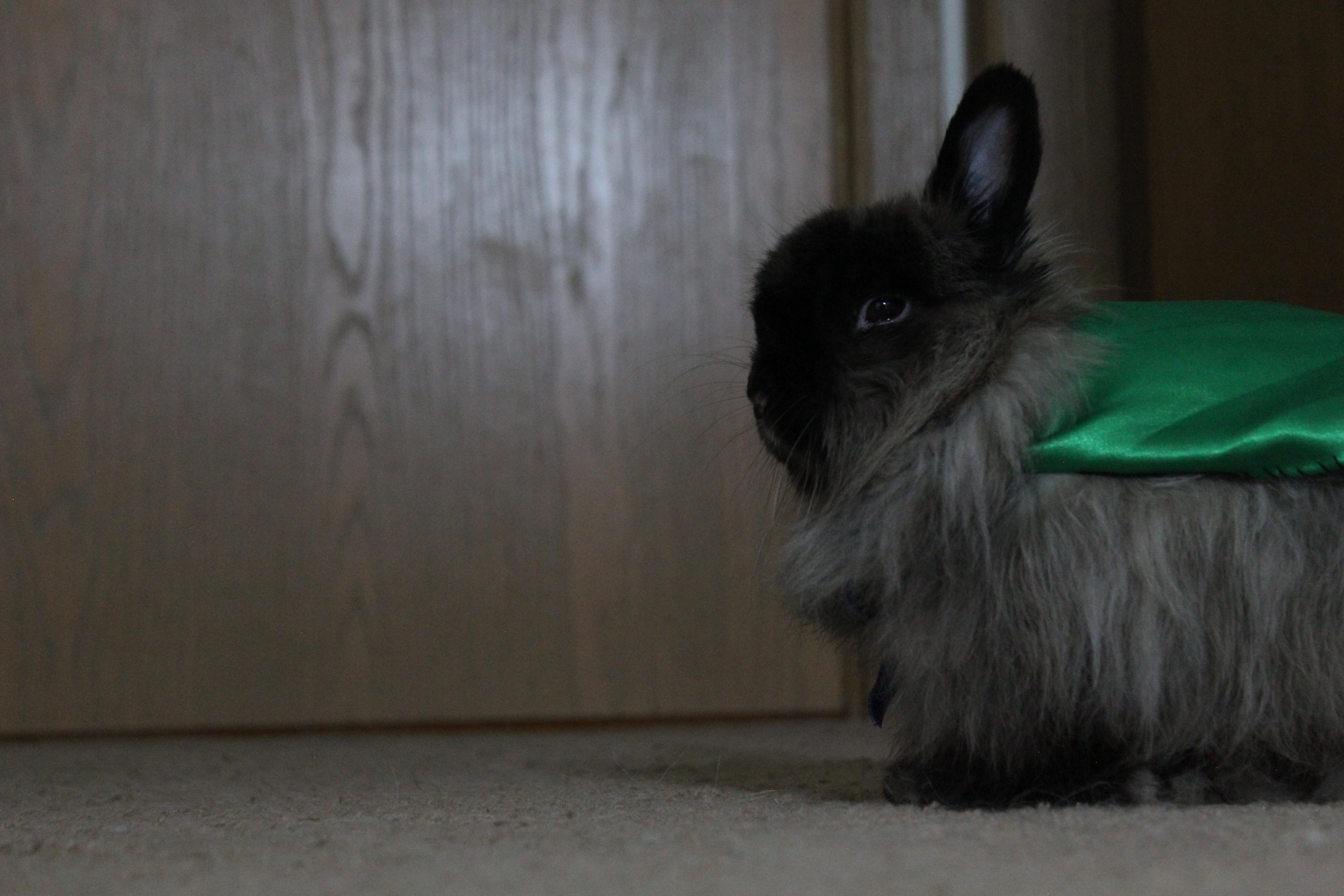 I just found this subreddit and I'm so excited. This is my rabbit in a