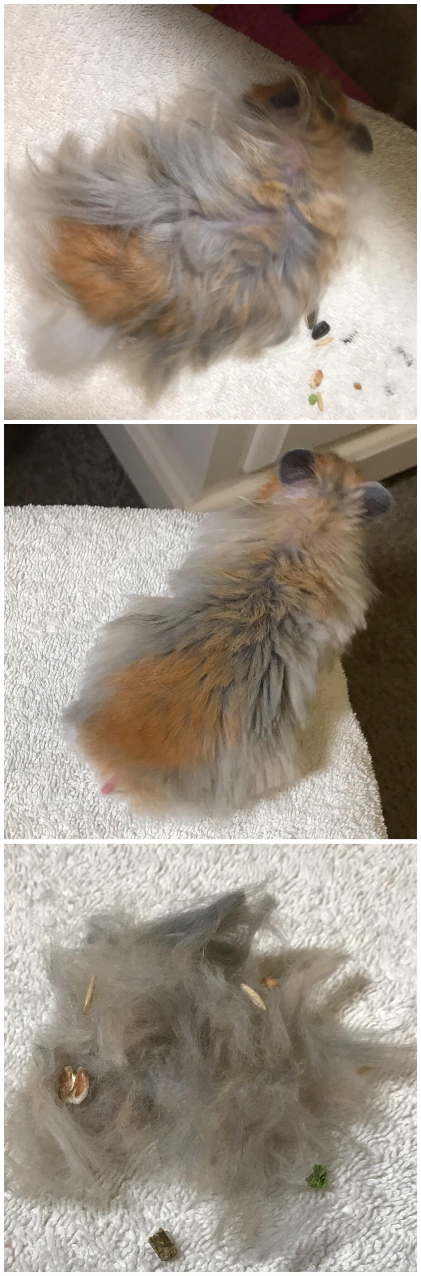 Before and after peanuts hair cut!! I adore peanuts hair but it’s not fun having tiny turds