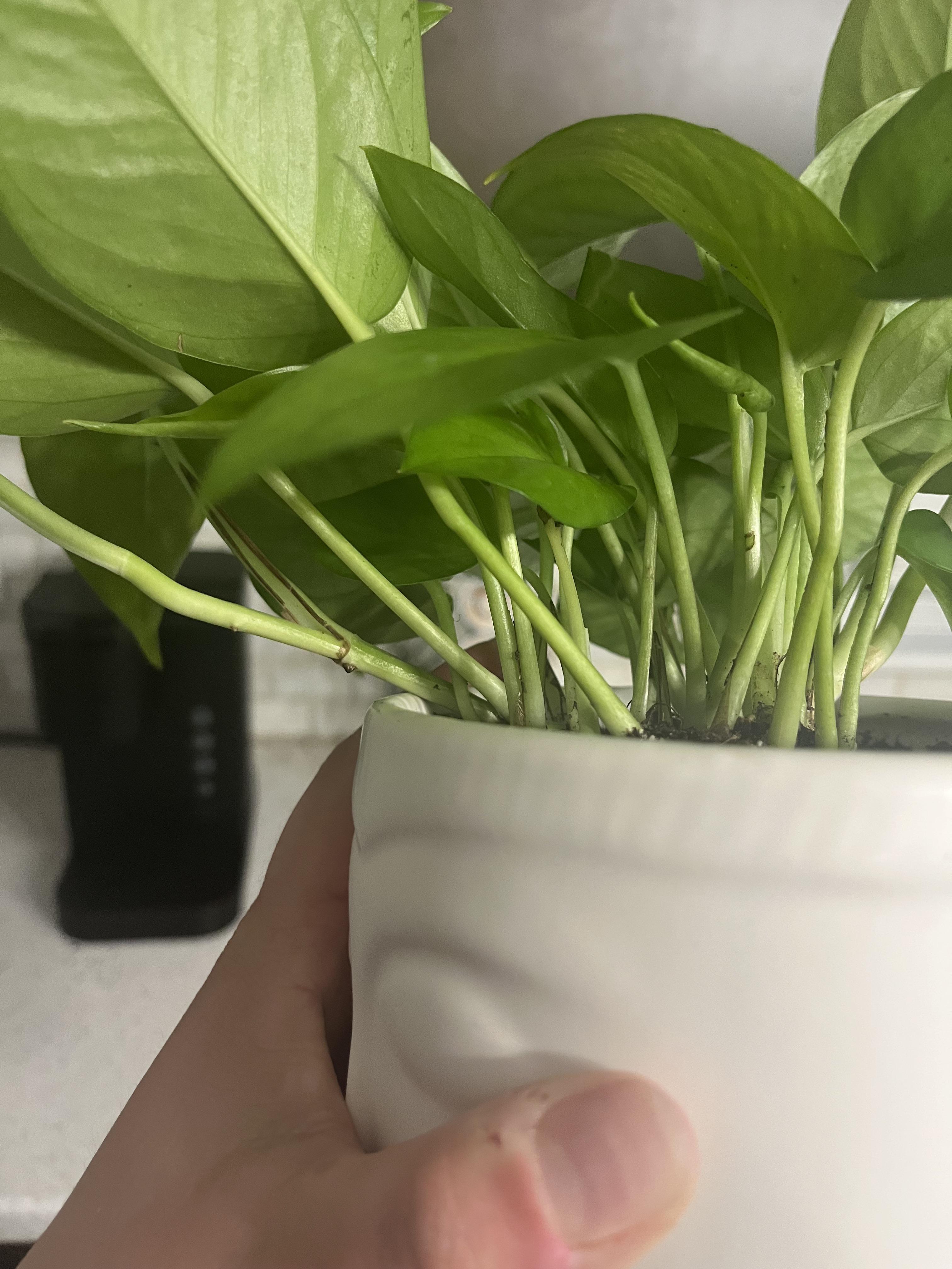 Best places to buy plants online? r/houseplants