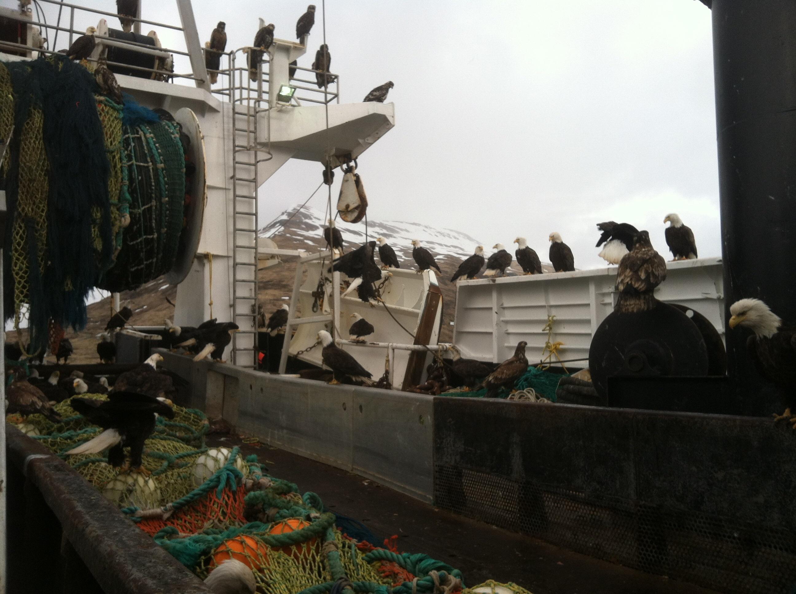 Bald eagles feeding on the boat in Alaska r/pics