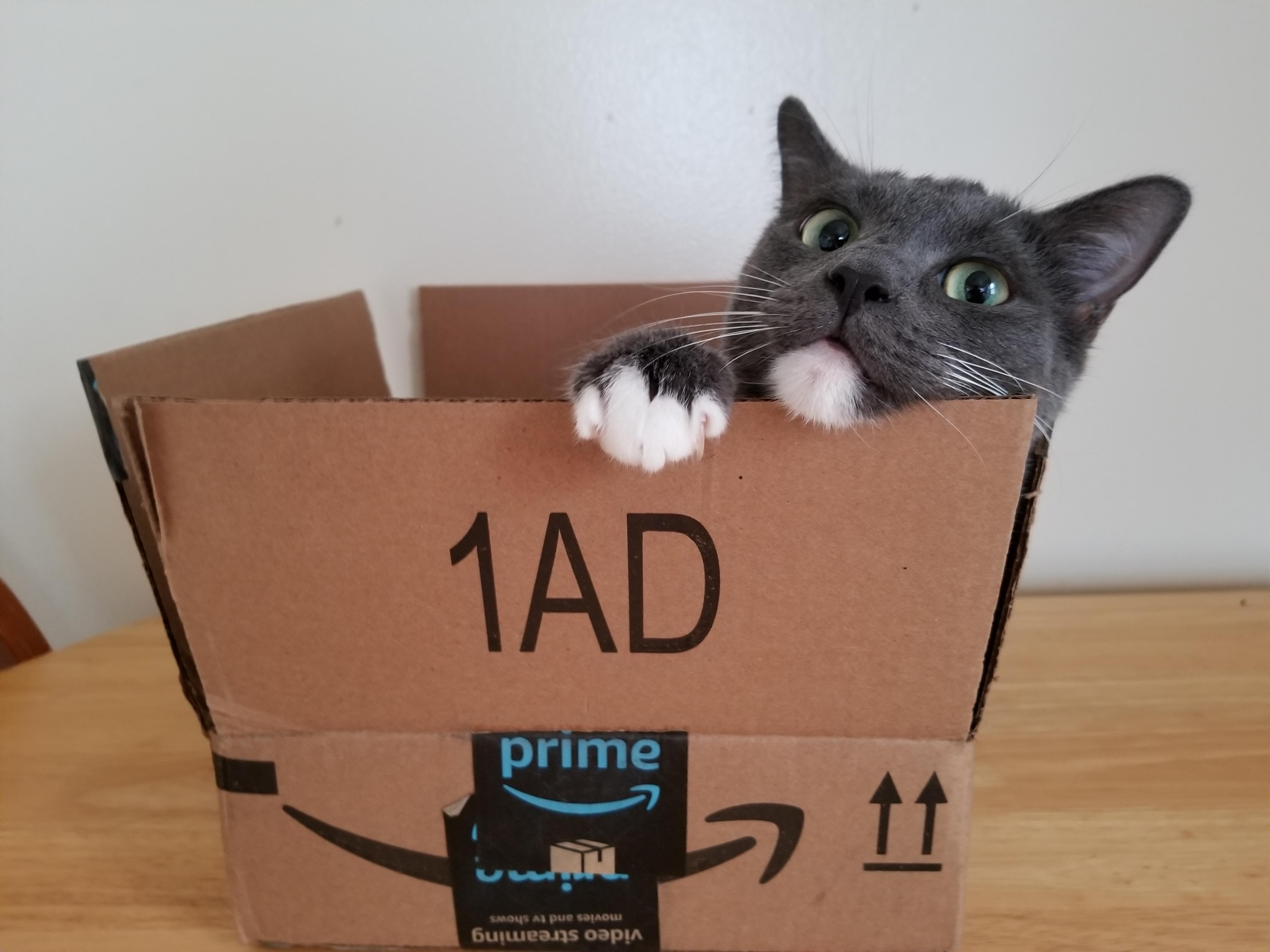 He can pack himself. cats