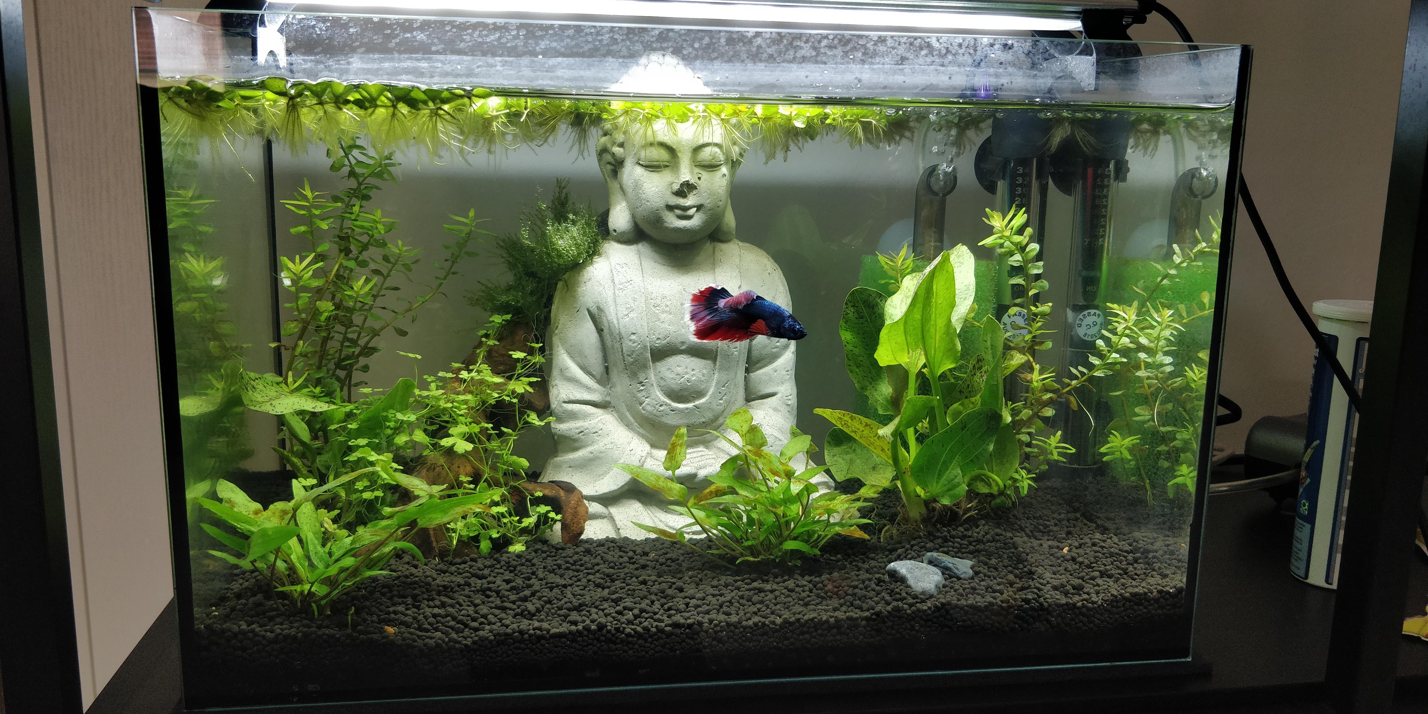 Zen with Stefan the betta fish r/Aquariums
