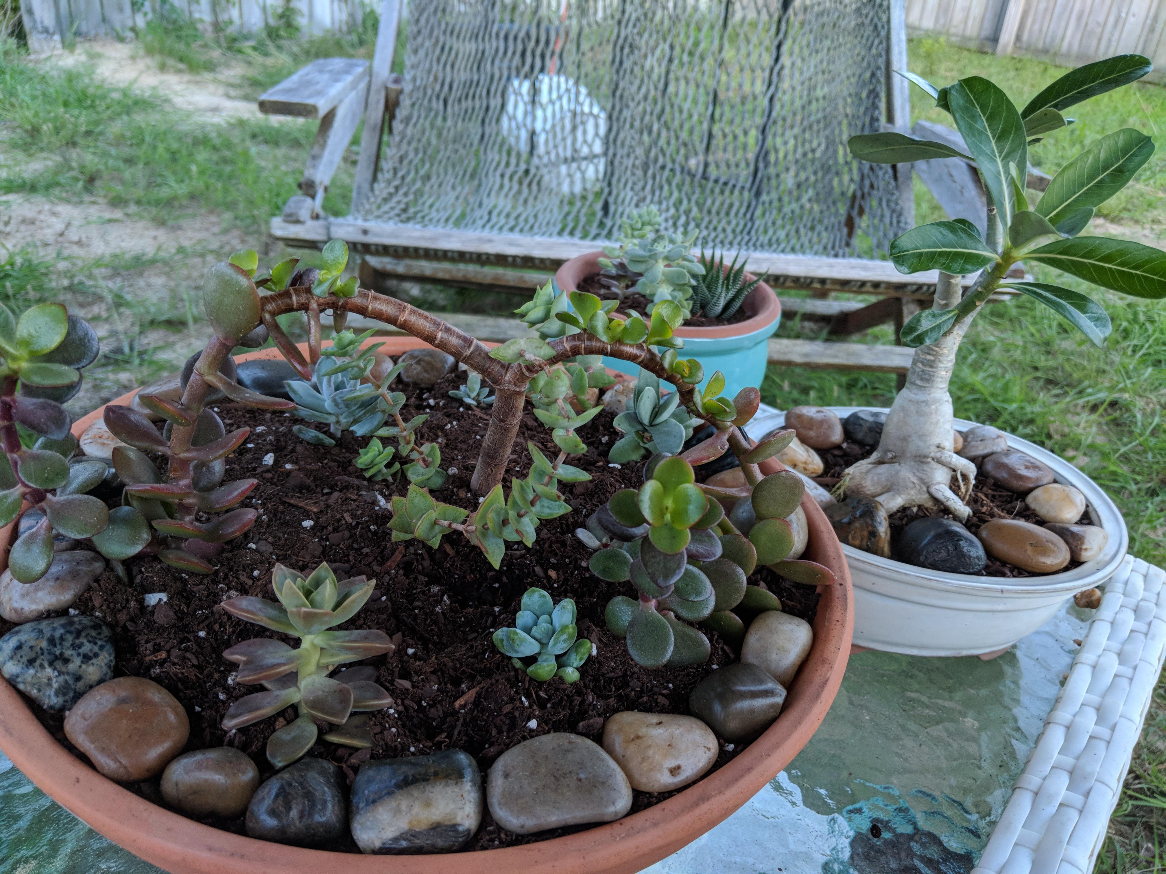 My first arrangement! With the desert rose bonsai I got for my fiance