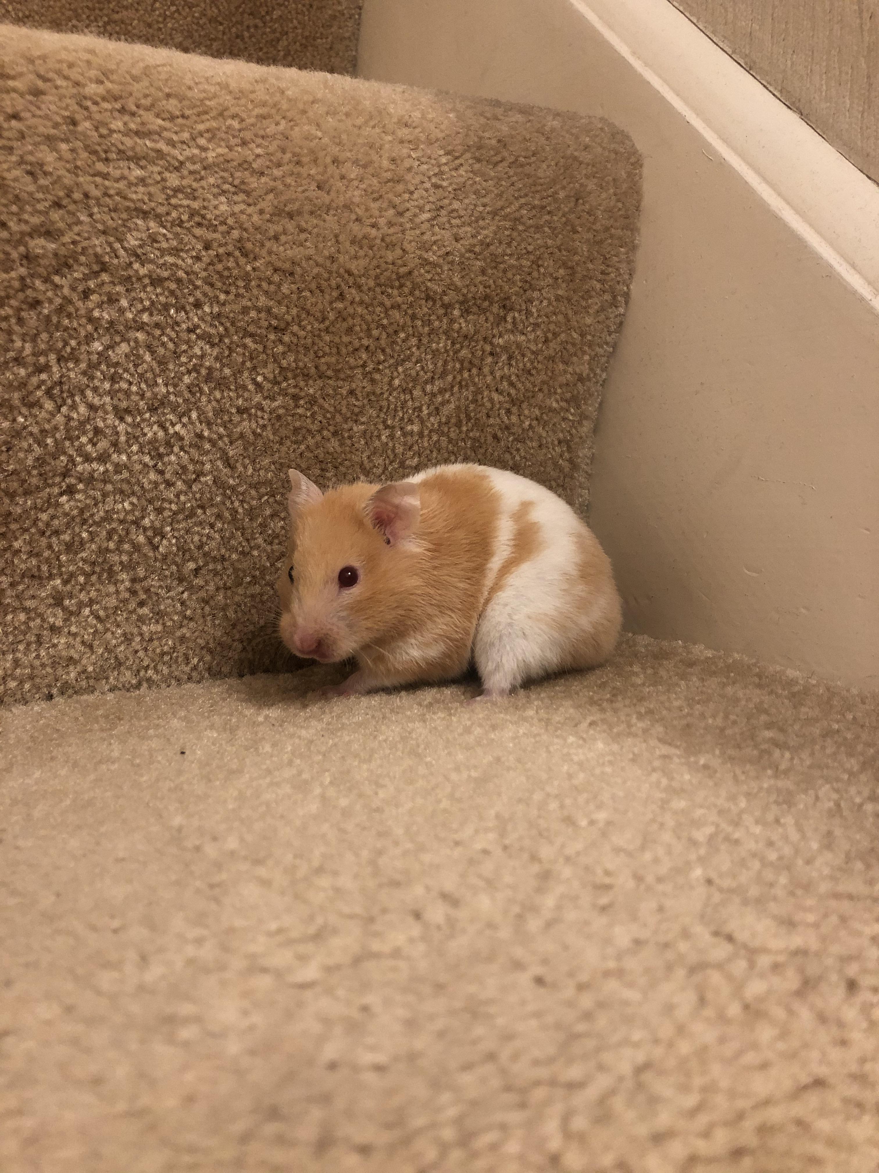 Lovely girl r/hamsters