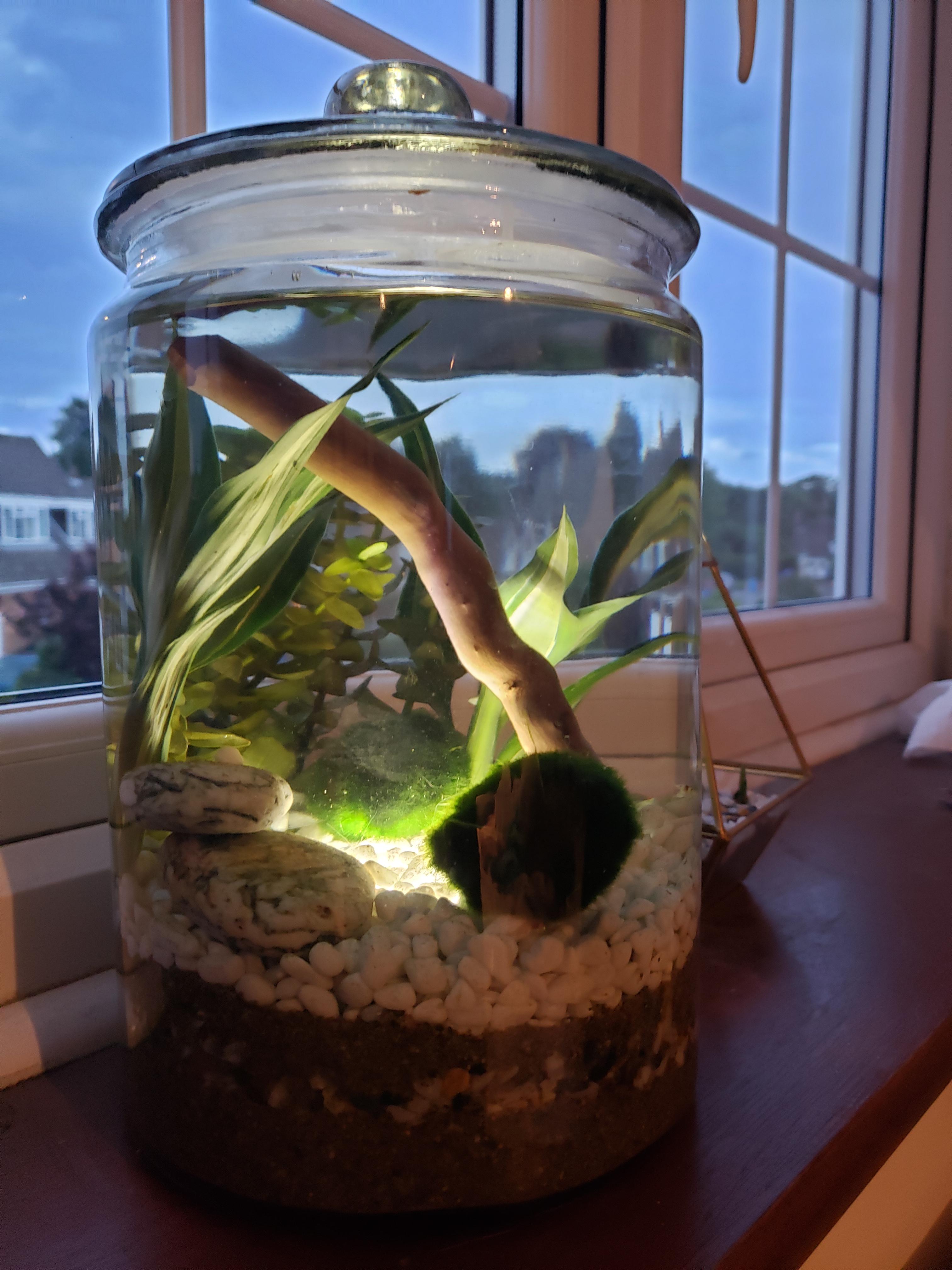 Just finished my first jarrarium! I can definitely say I'm addicted now