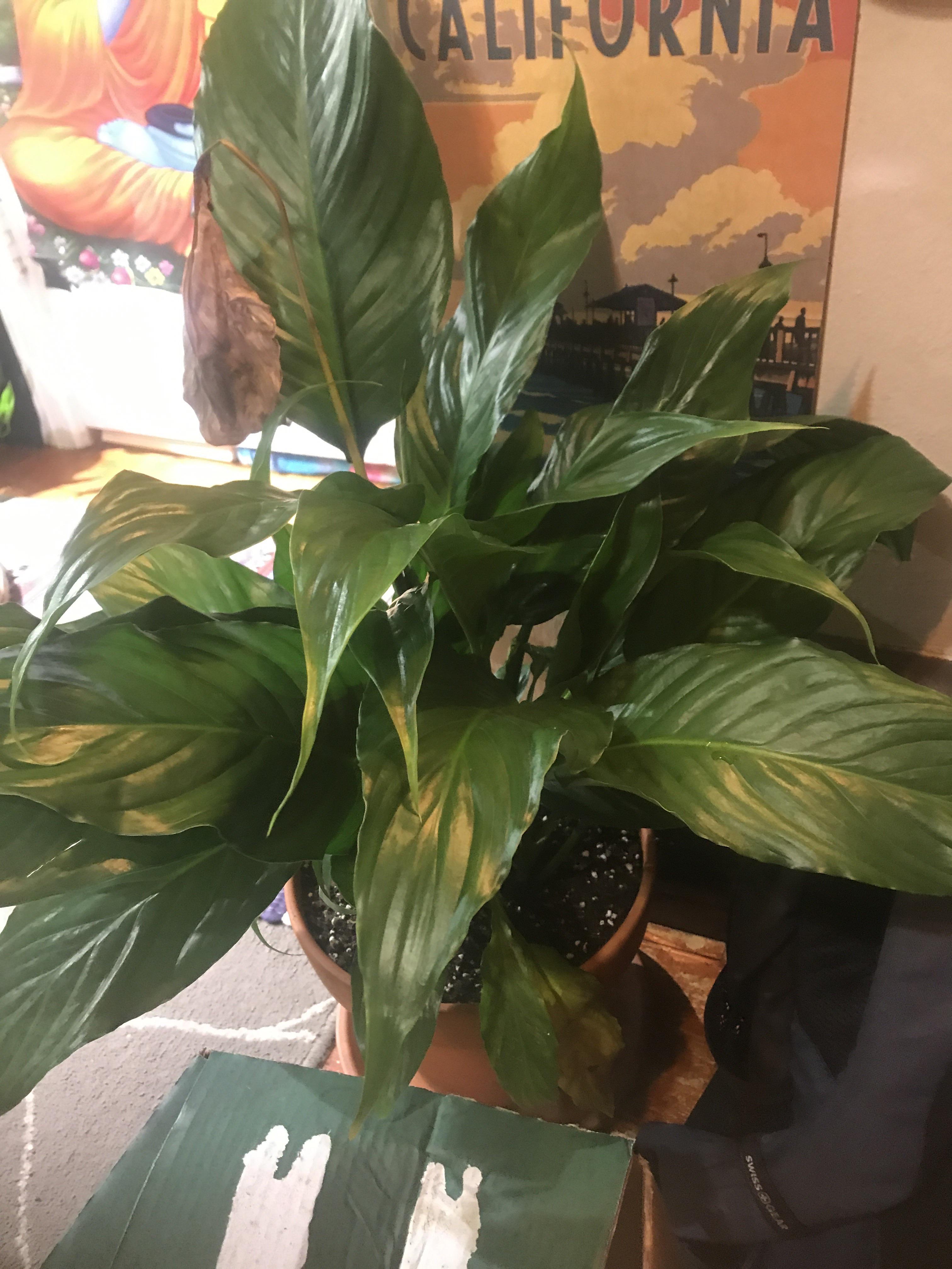 Got this healthy peace lily on clearance from Lowe’s for 7 only reason