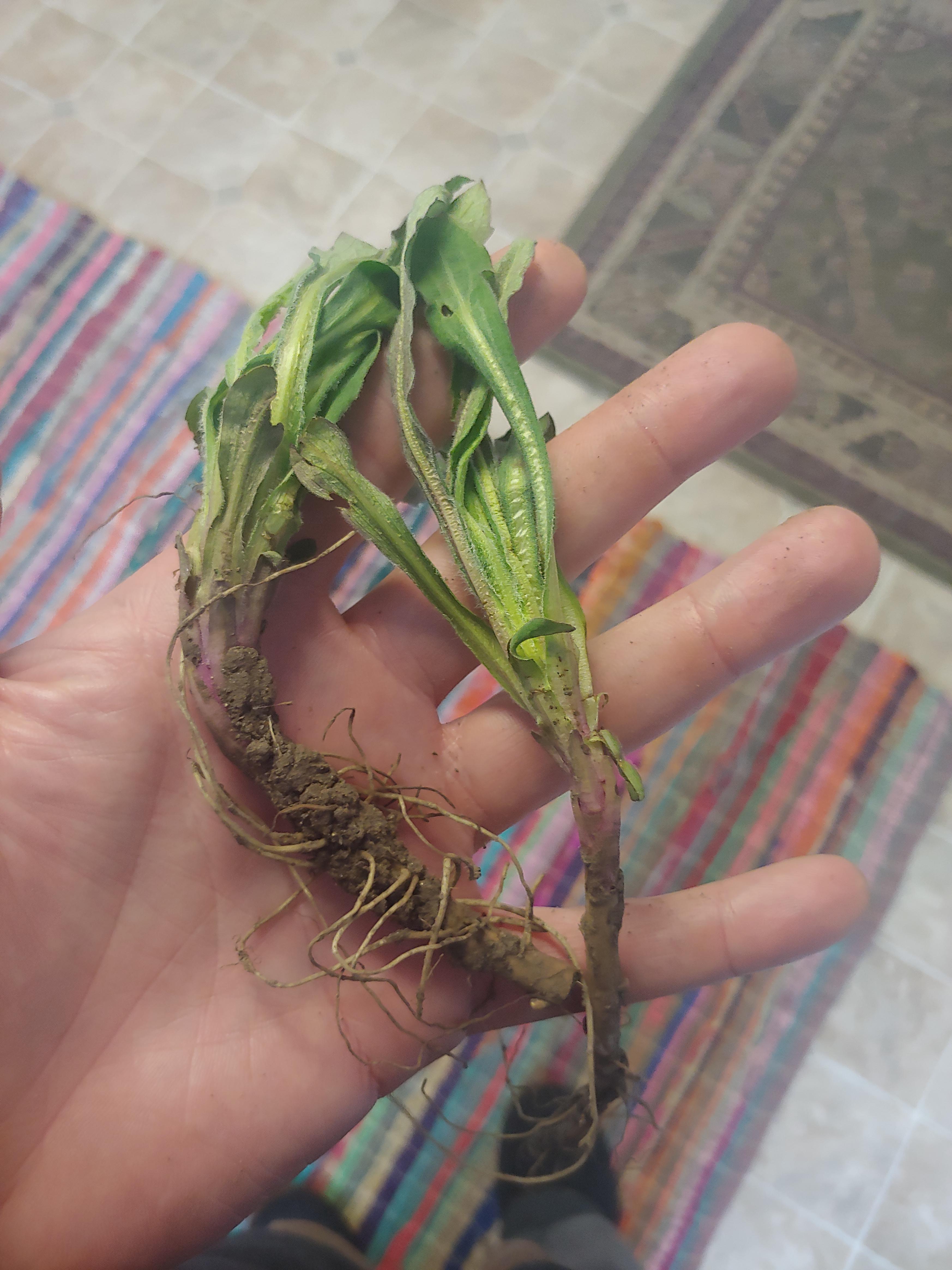 Are these ramps? r/foraging