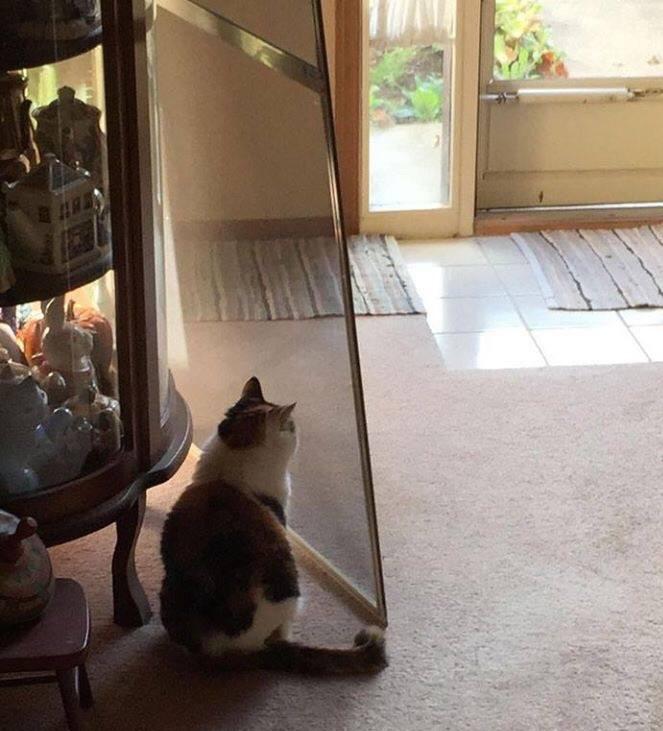 Cat thinks door has moved r/AnimalsBeingDerps