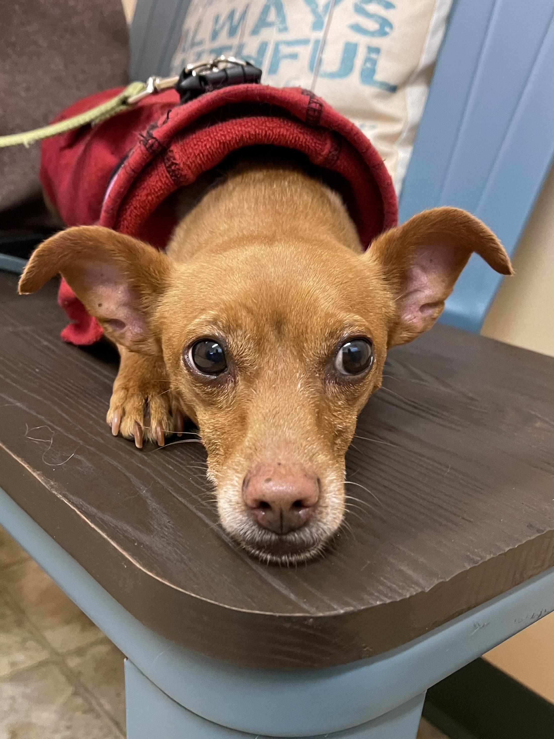 for a great mobile dog groomer? My dog does great with