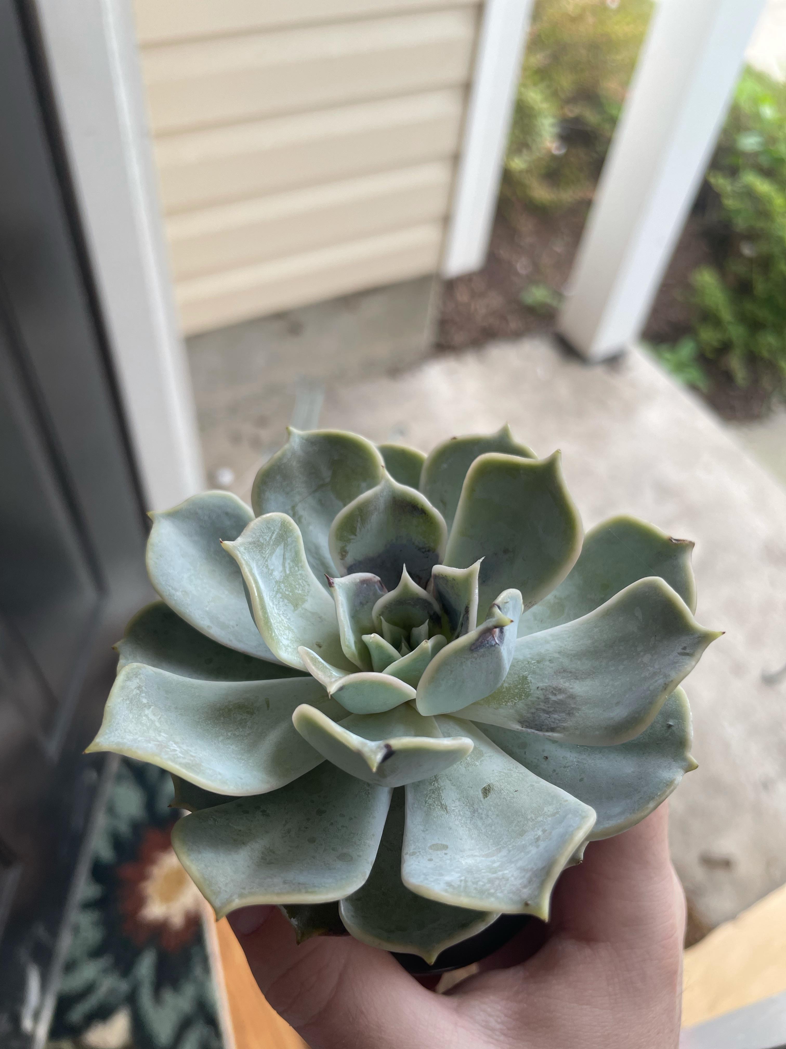 why is part of my succulent turning blackish? over watering? succulents