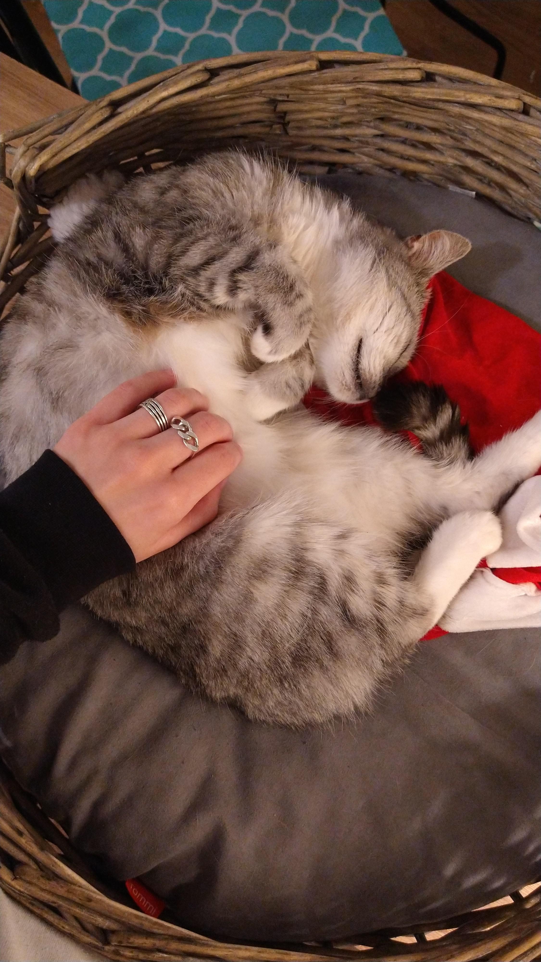 Cat café belly rubs! r/cats