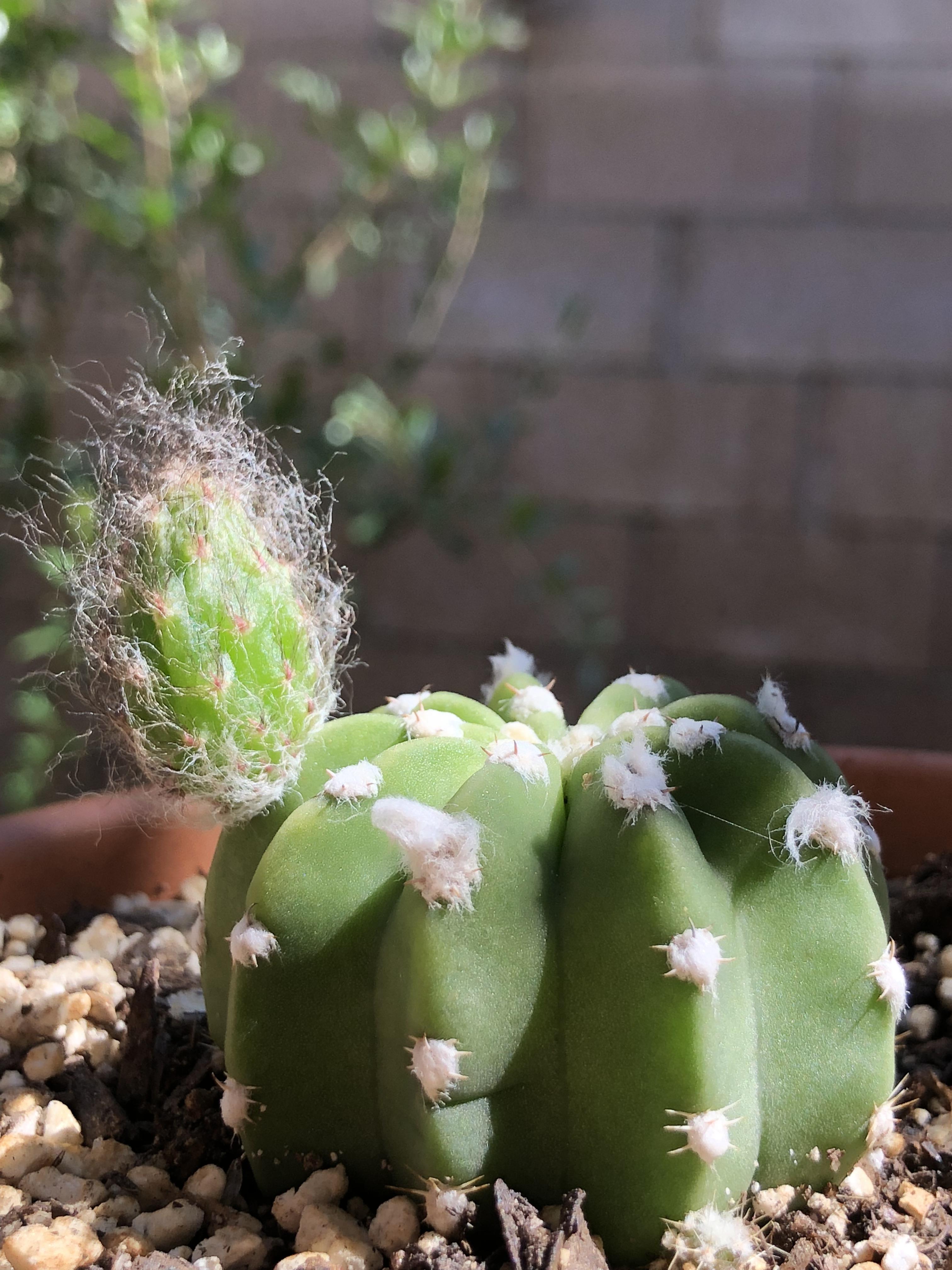 Any tips for harvesting seeds from this Domino Cactus? How long should