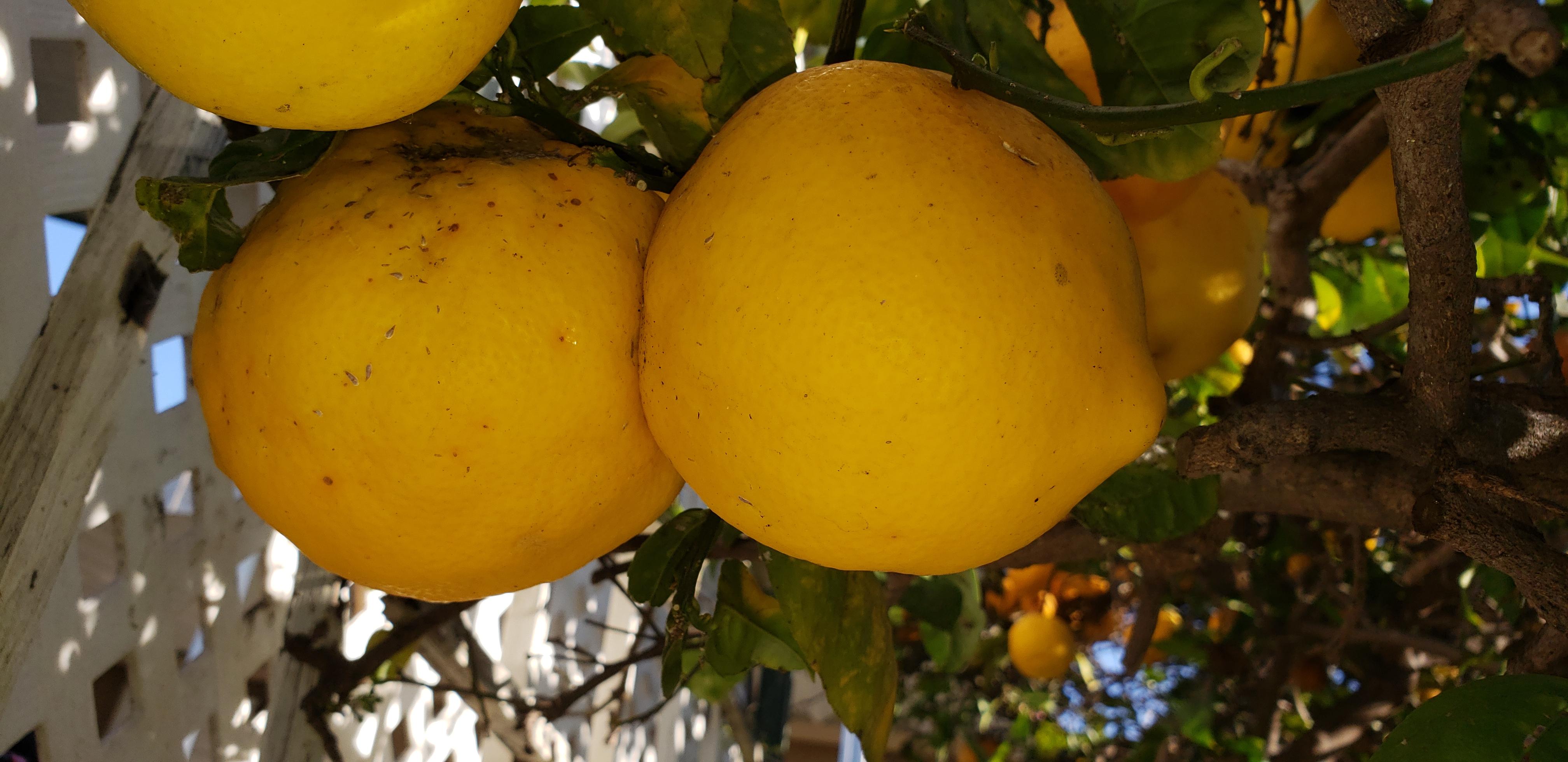 Giant lemons from our lemon tree r/fruit