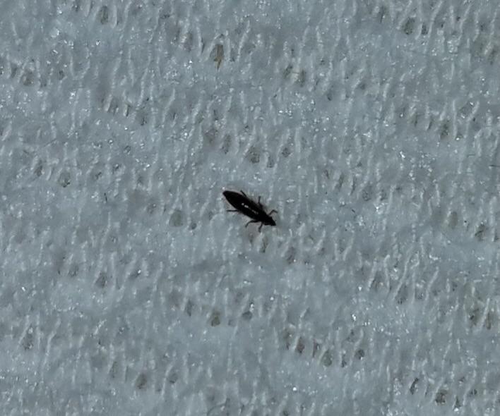 Flea infestation in new apartment? What kind of bug is this if not a