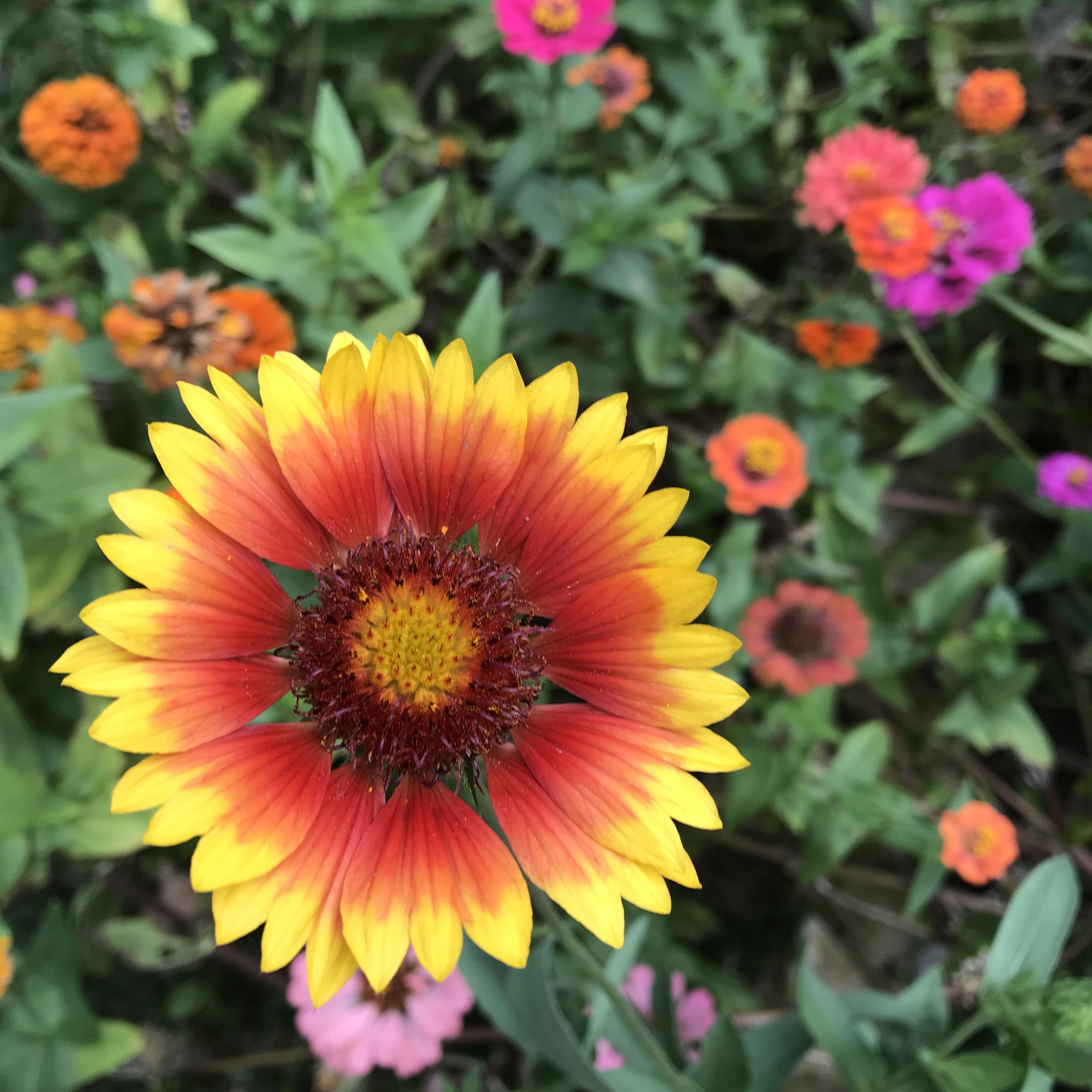 zone 6A Started from seed early this spring and finally got 1