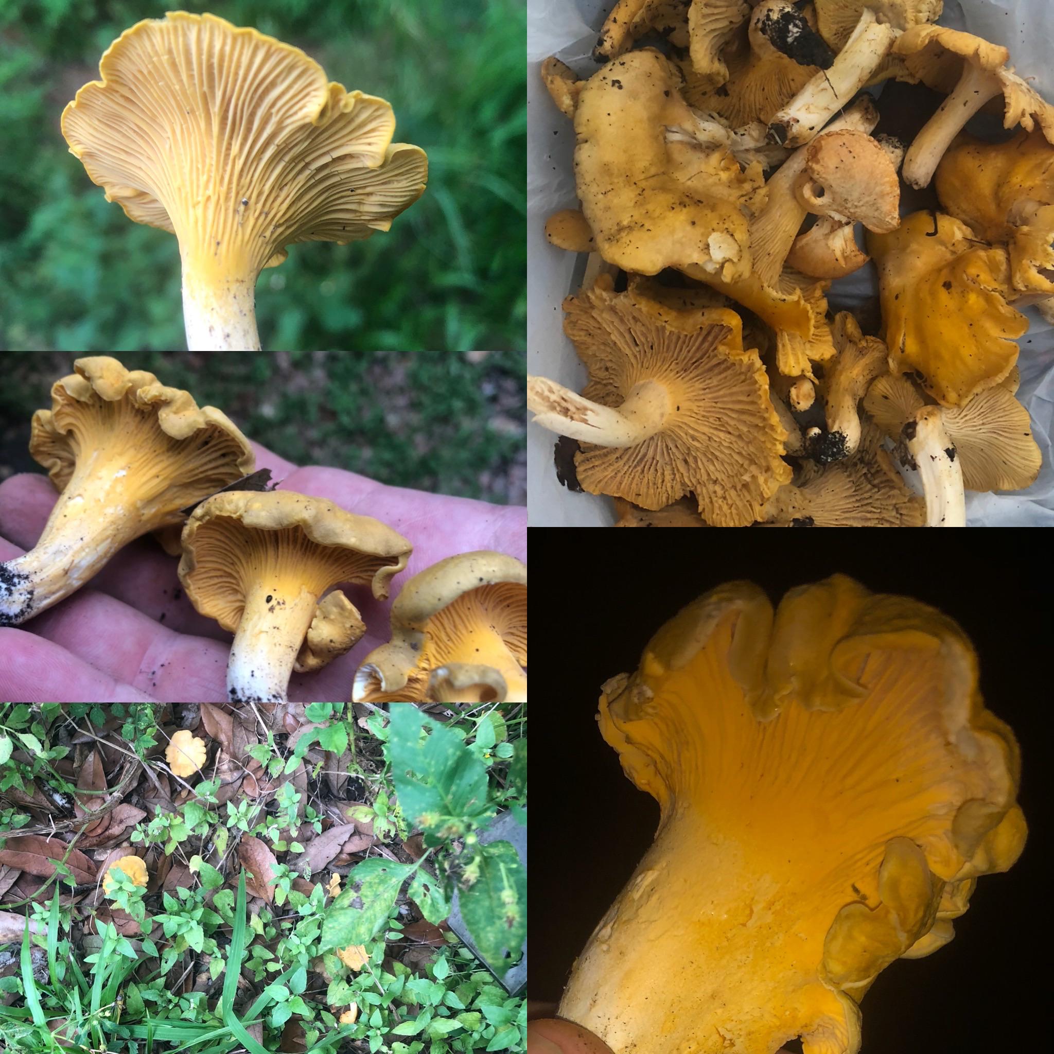 My hunt for chanterelles is finally yielding results! r/foraging