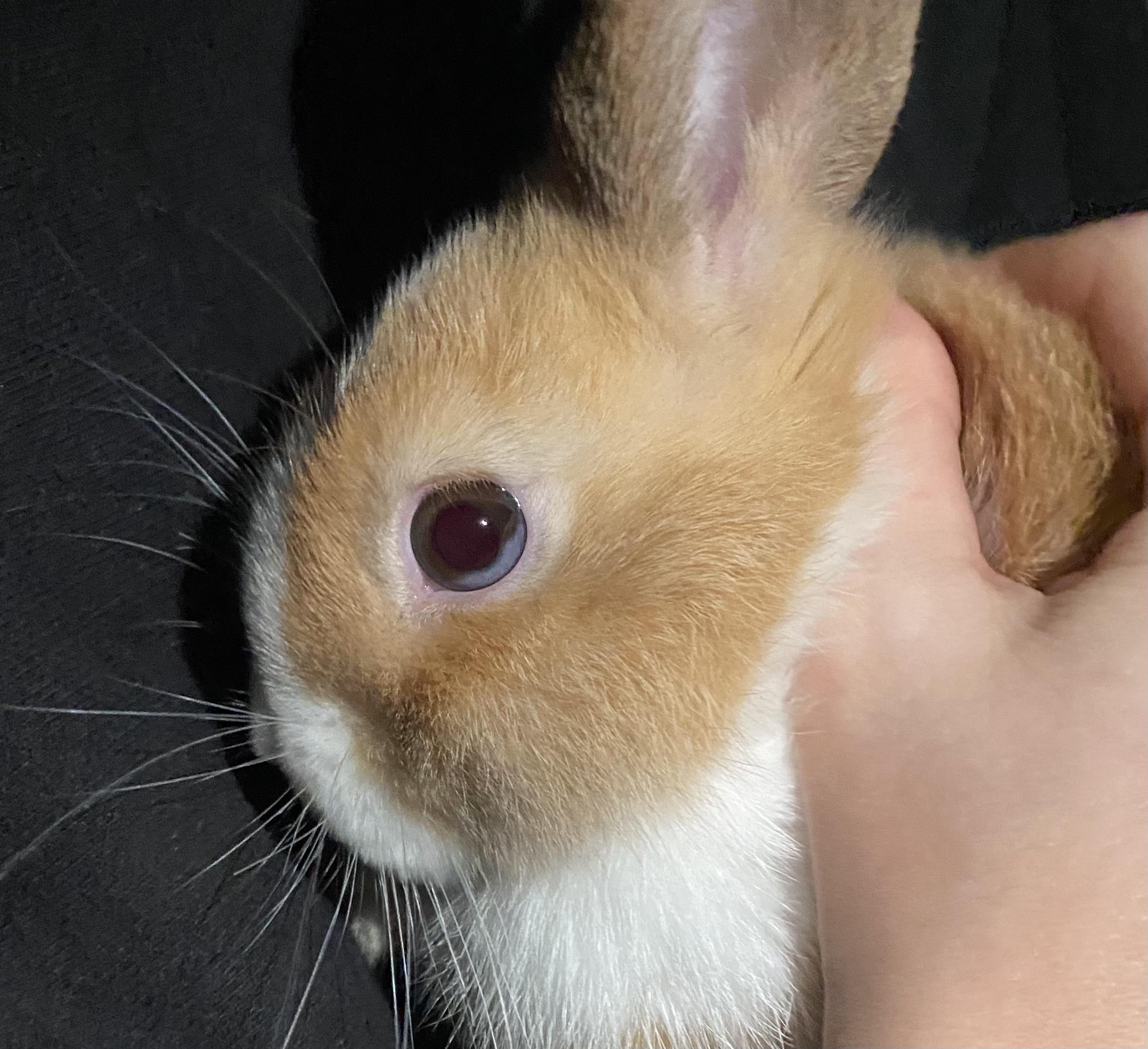 Baby Bunny Eye Problems
