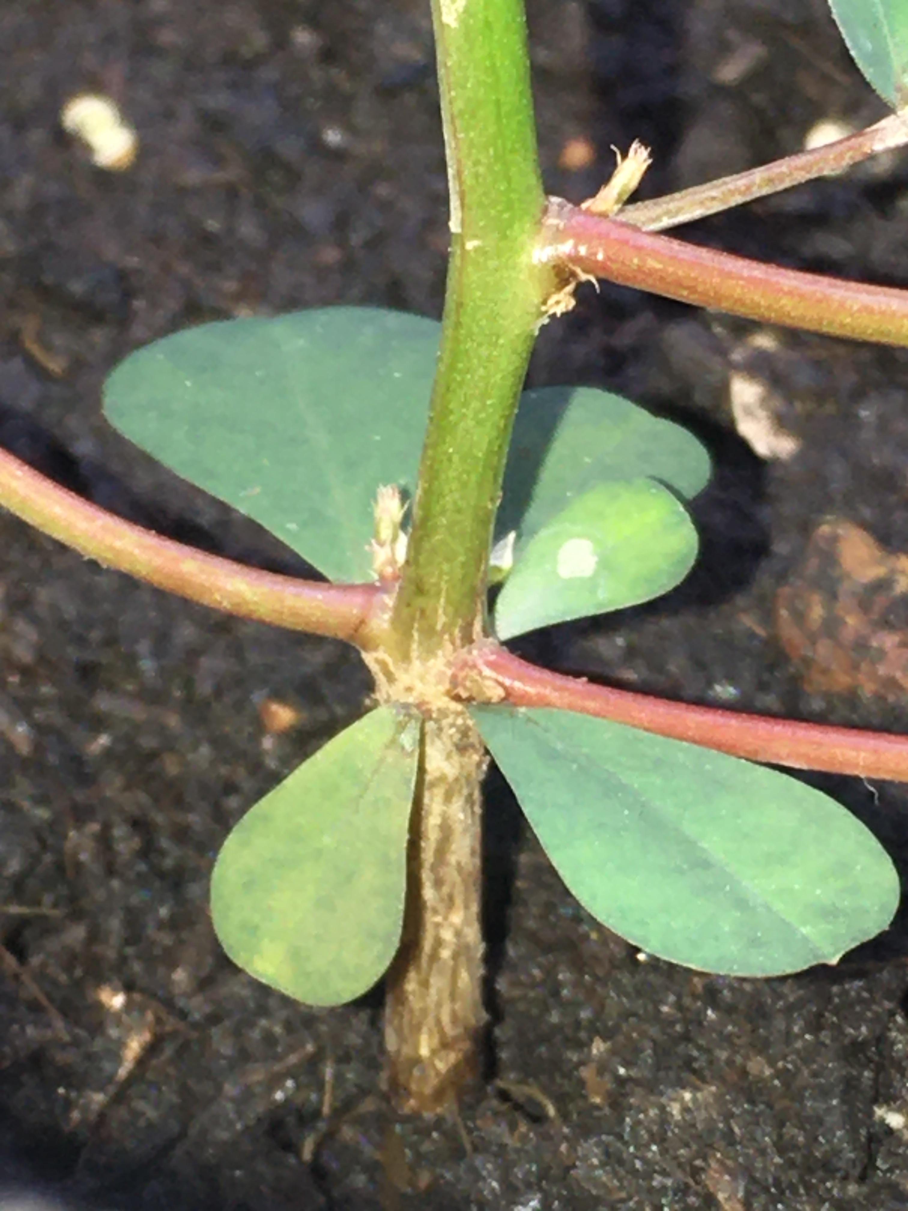 Supposed herbaceous turning woody? This is my Phyllanthus urinaria and