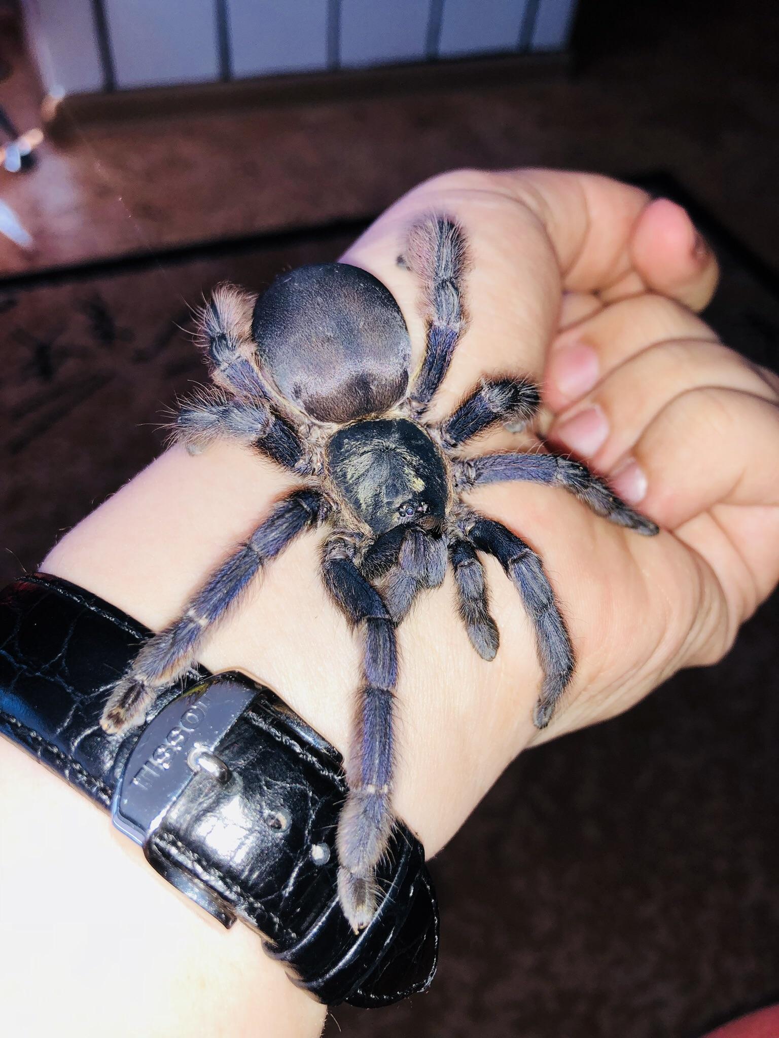 Purple Tarantula Spider