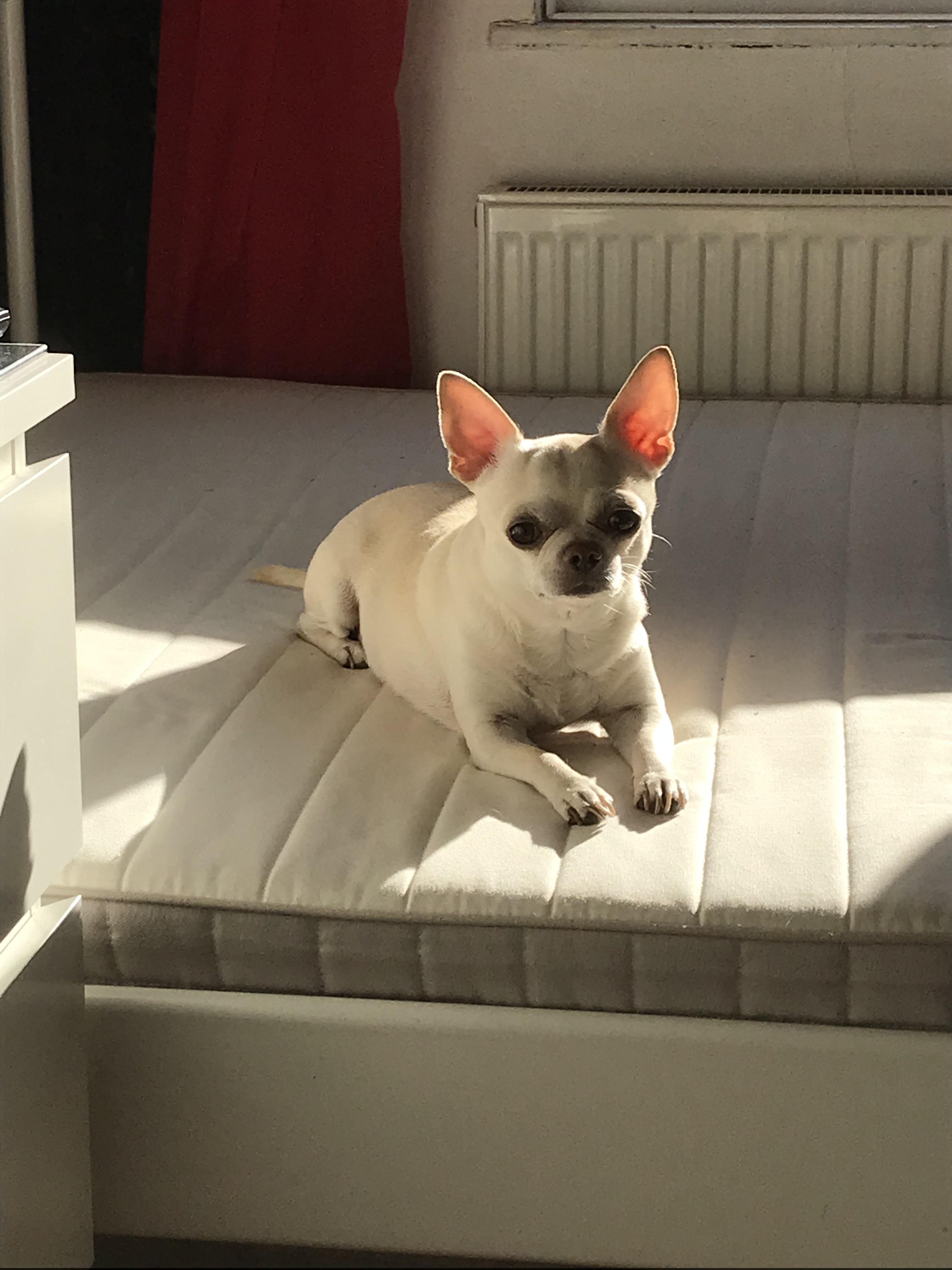 This is my bed for a chihuahua