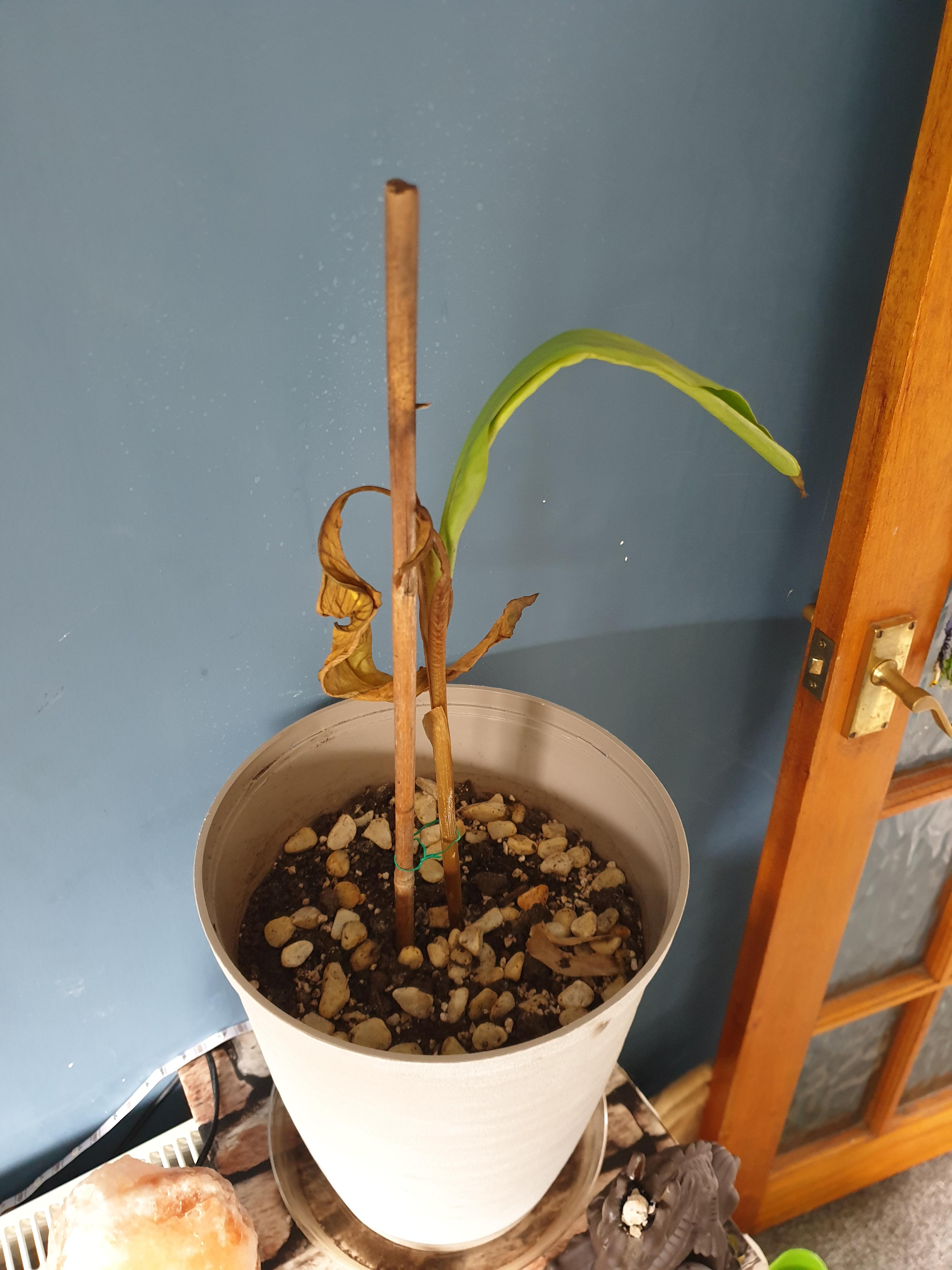 Banana Plant Dying? r/plantclinic